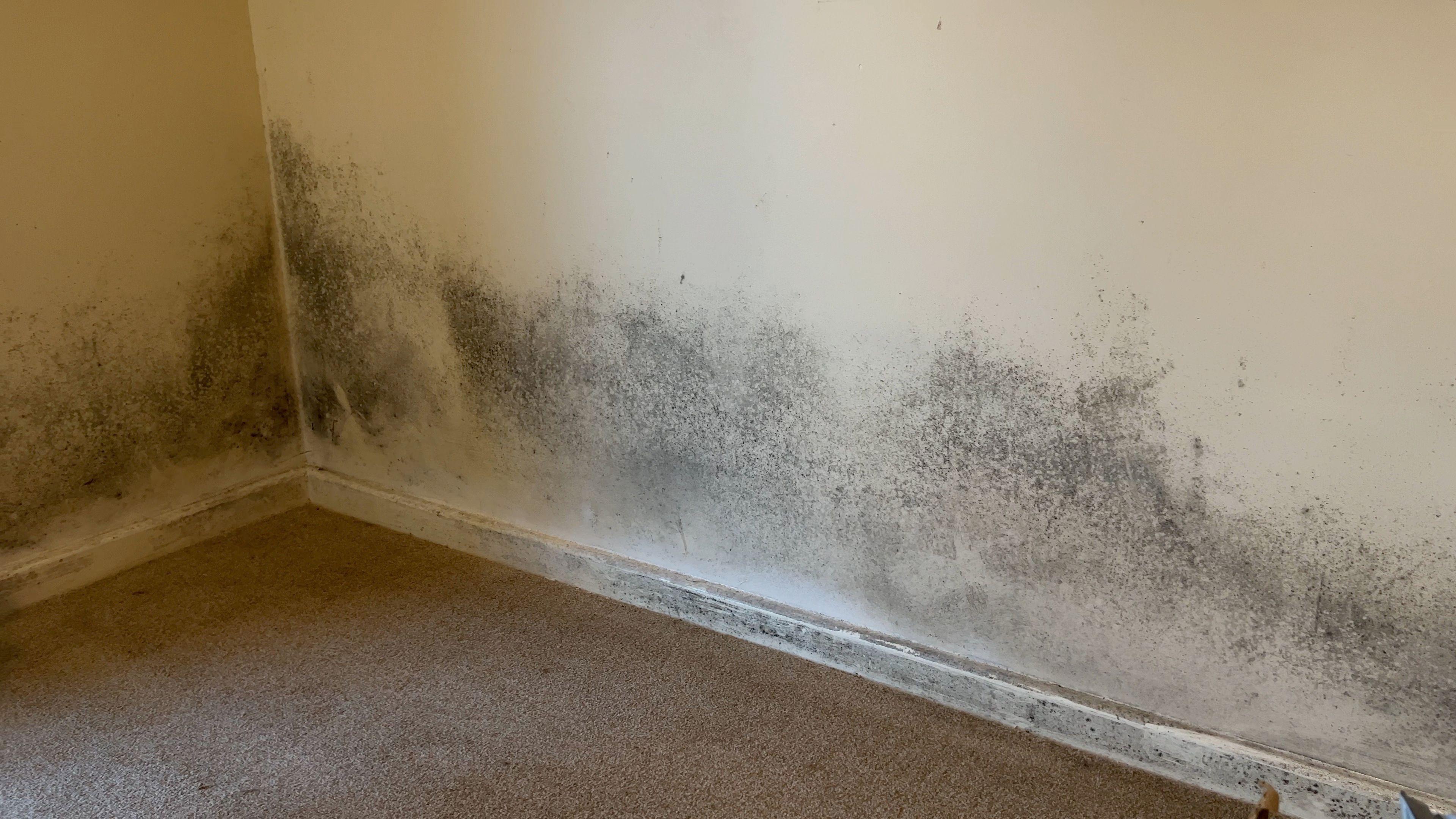 Walls and skirting boards in the family home in Aldershot coated in mould.