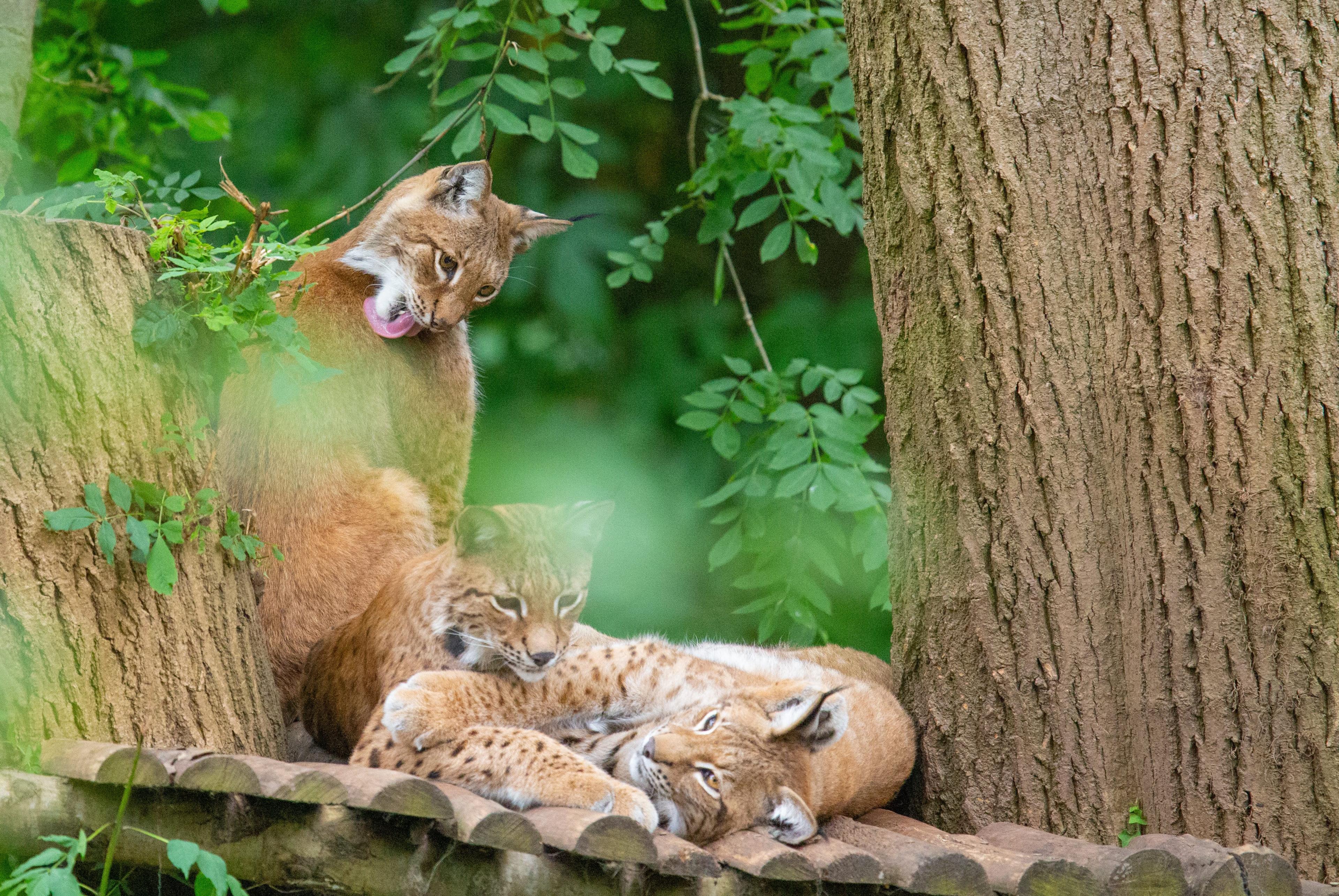 Three lynx relaxing in a wooded enclosure