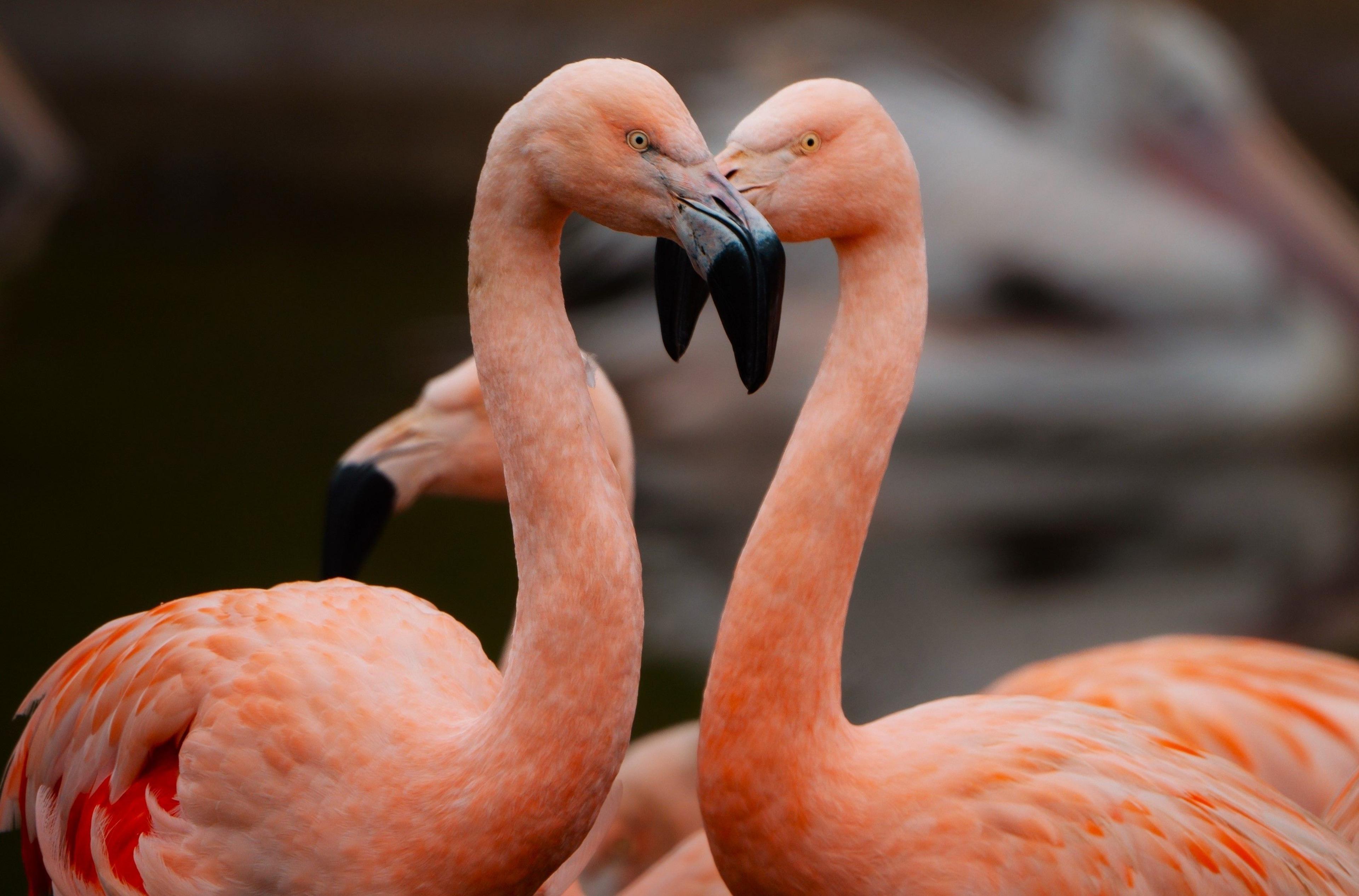 Two pink flamingos rest with their heads close to each other, almost making the shape of a heart with their becks and curved black beaks