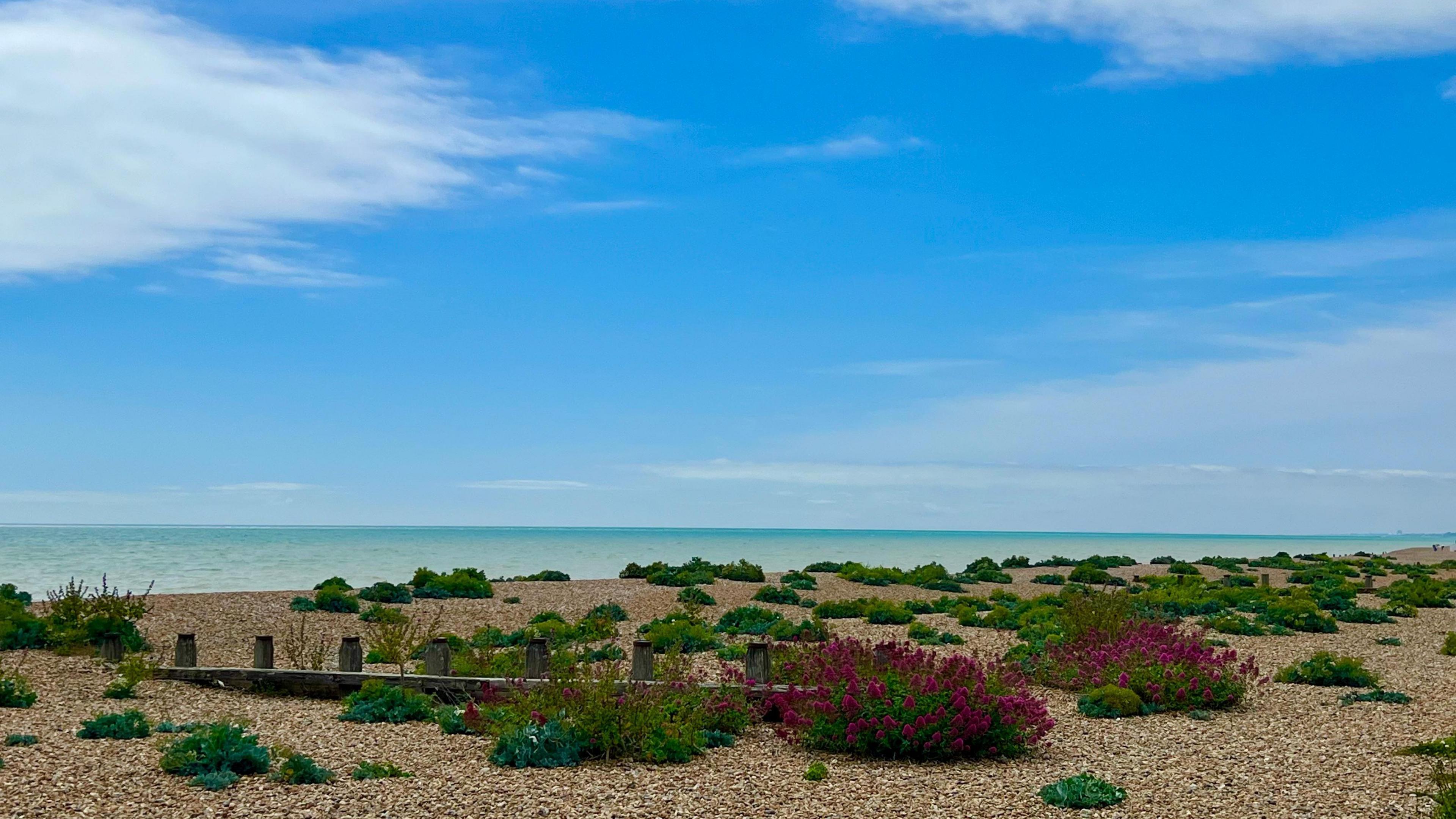 Blue sky over a pebble beach with shrubbery in Kingston, West Sussex 