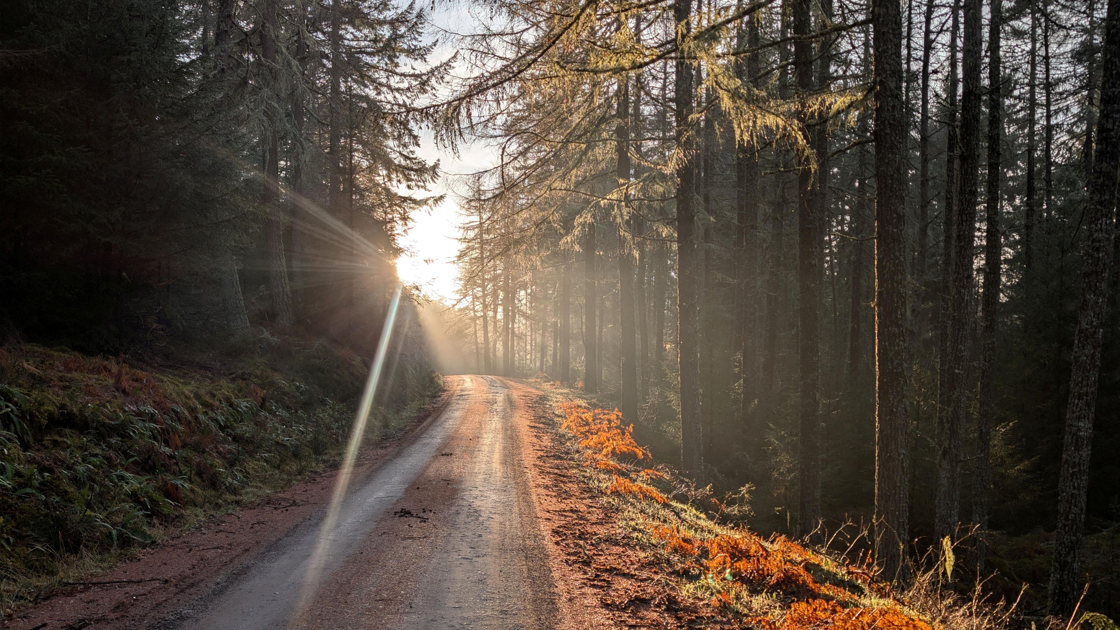 A woodland trail, with the sun striking the trees and grass