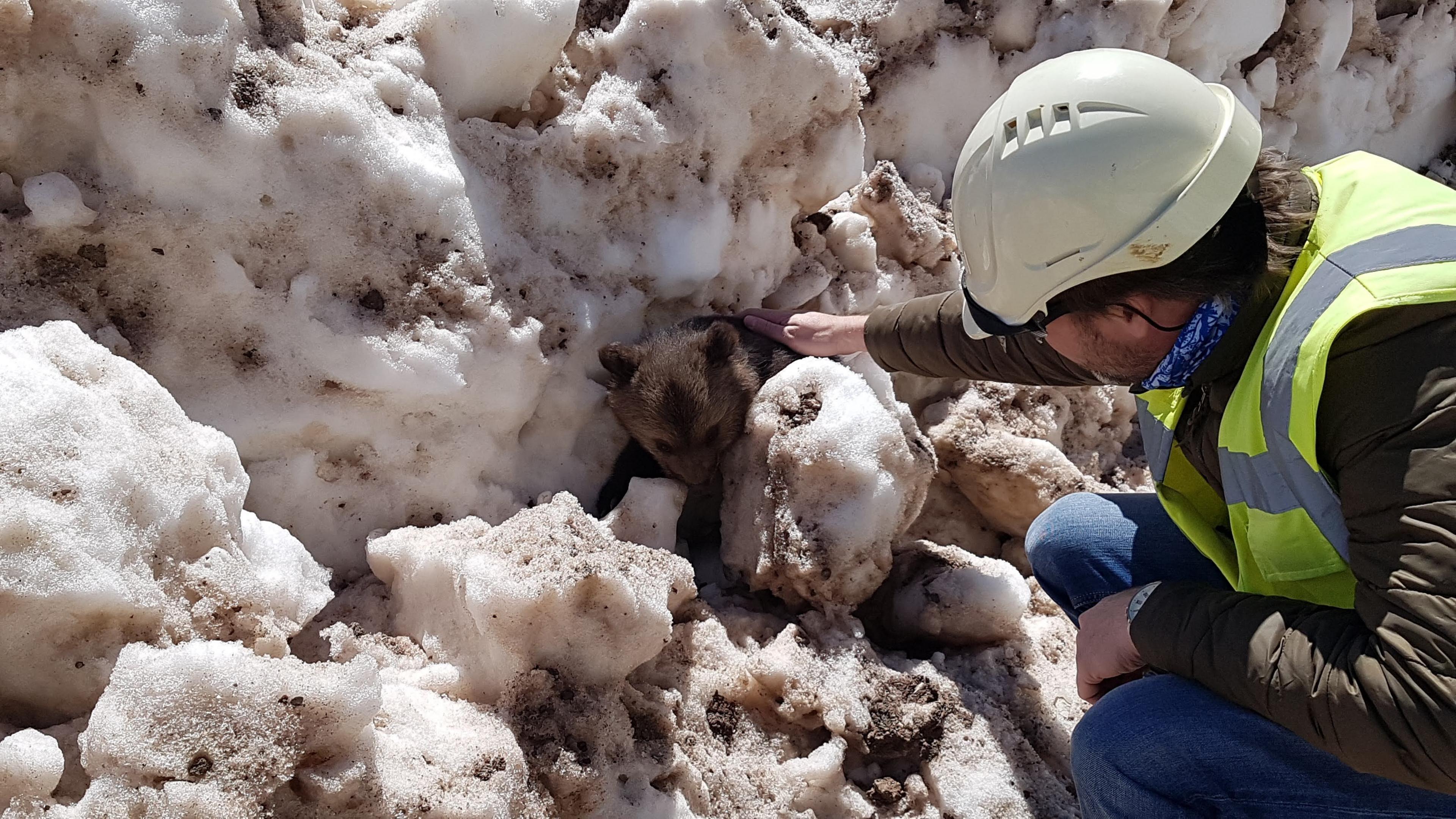 A tiny bear is seen wedged behind a big mass of snow in Albania as a man in a helmet and high-viz jacket strokes its back