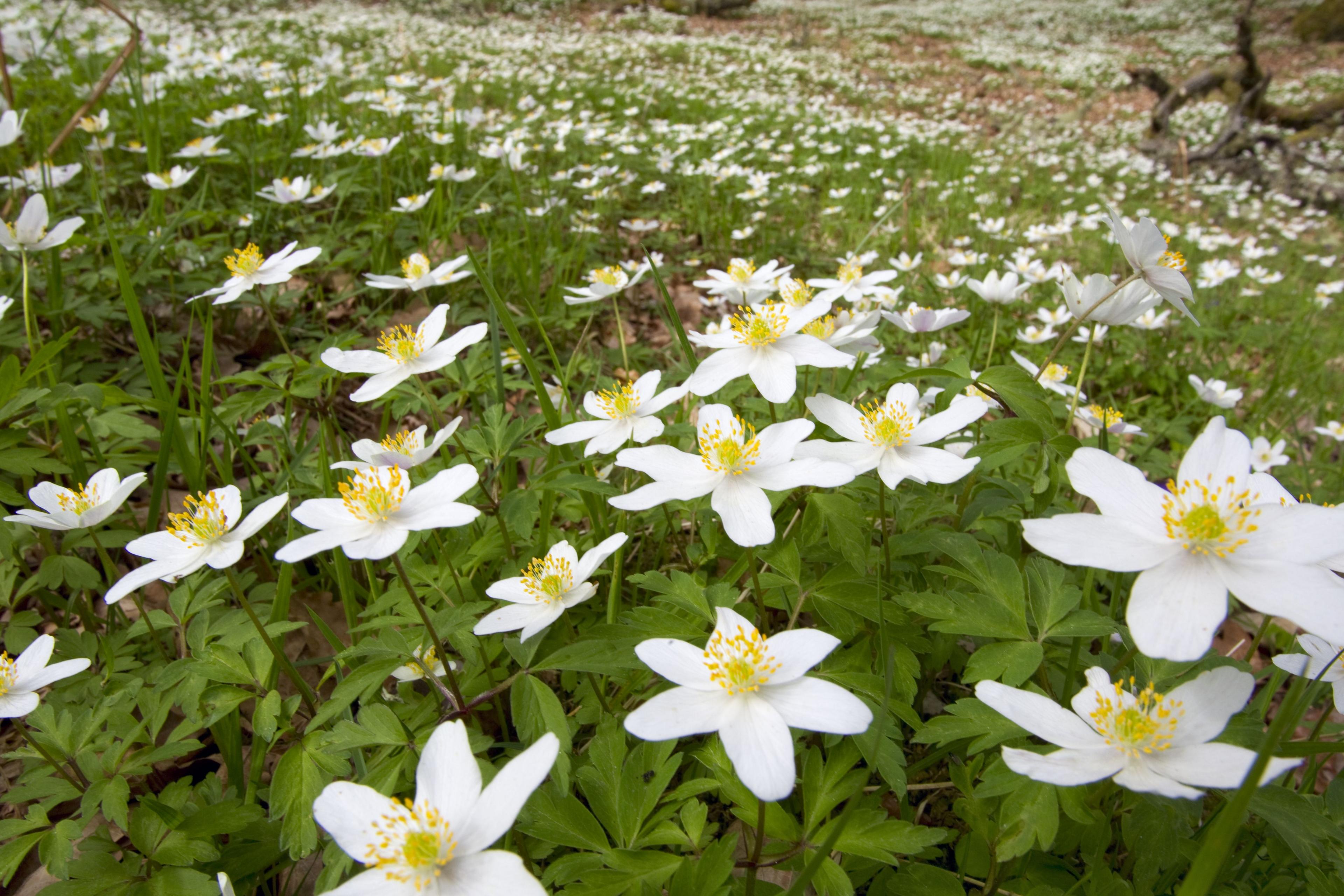 Wood anemone