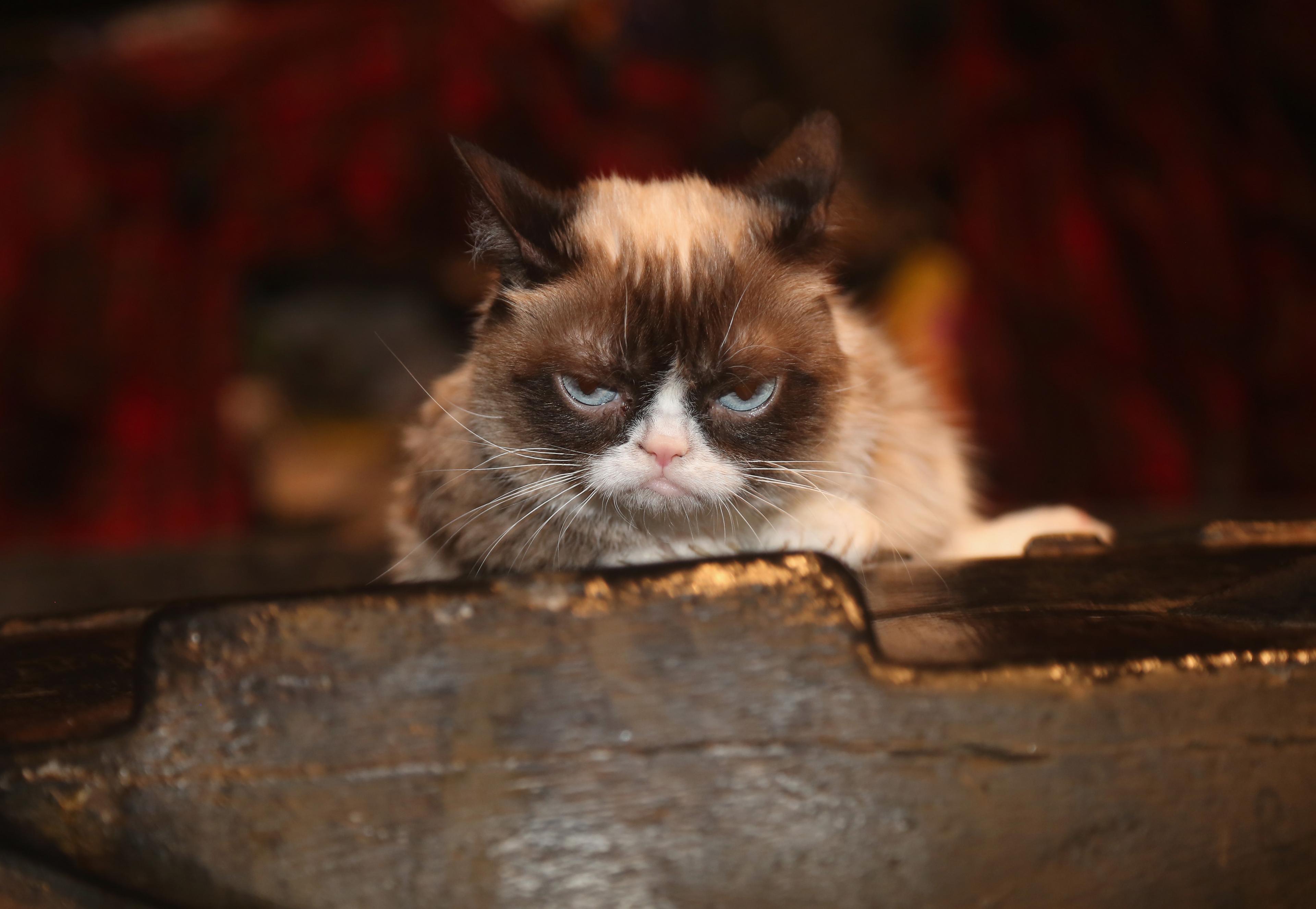 grumpy-cat