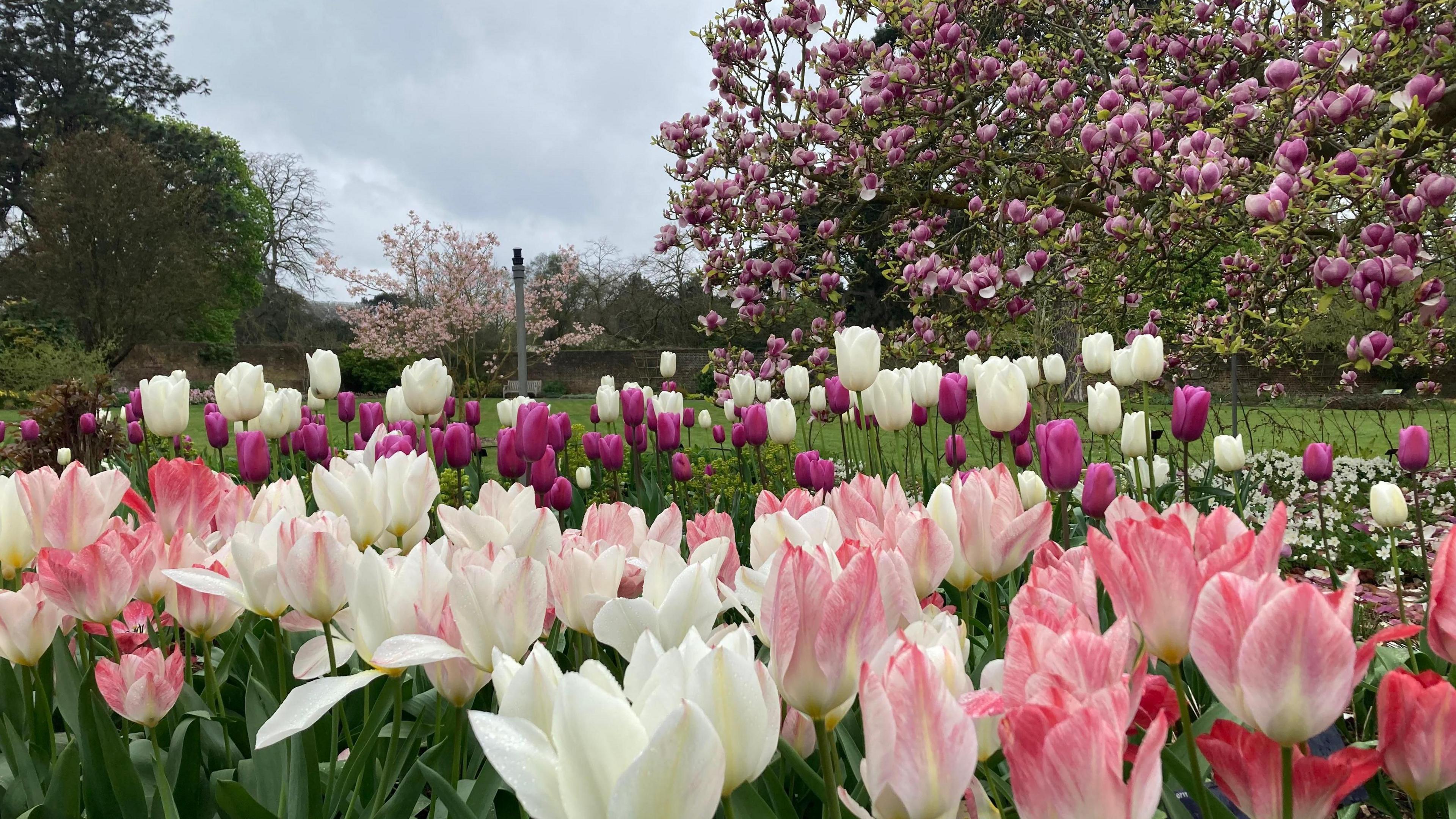 Pink, purple and white tulips blooming in front of a Magnolia tree 