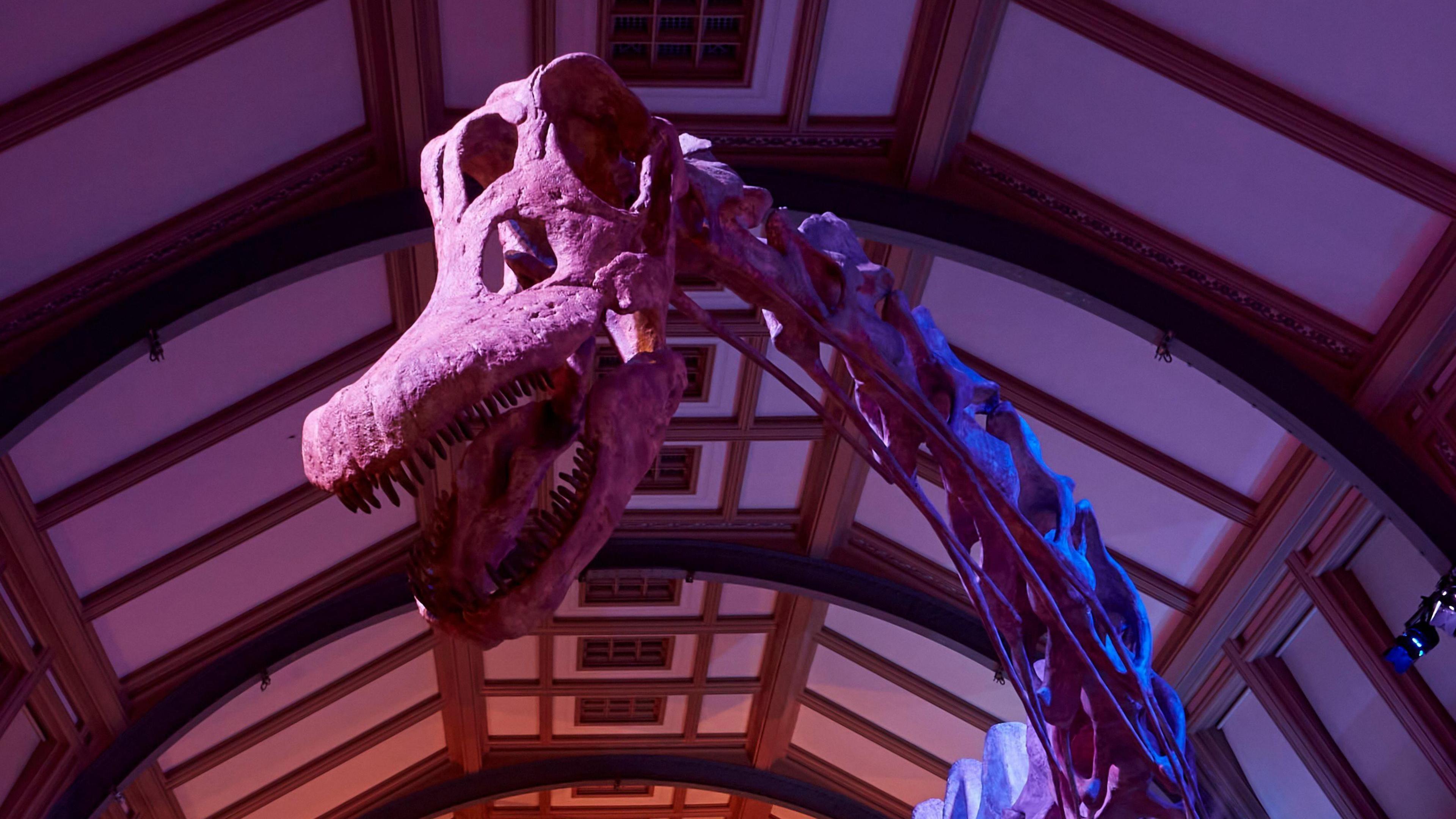 The head of the dinosaur skeleton showing its teeth, neck bones and eye socket underneath a vaulted ceiling.