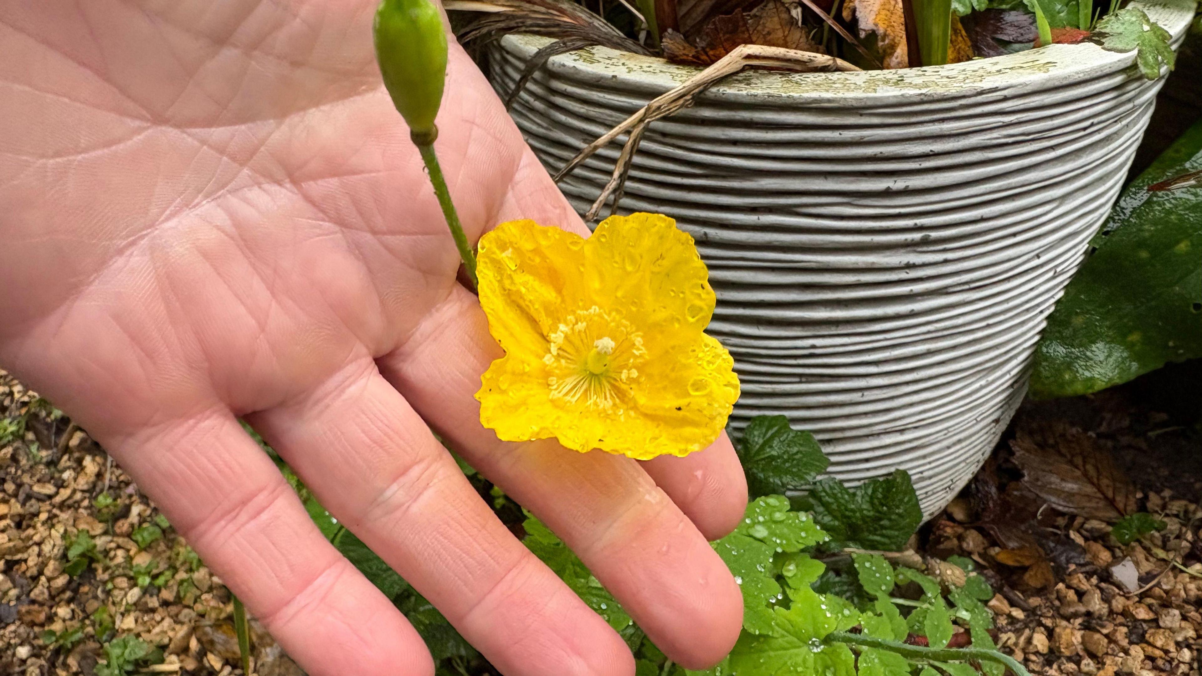 A hand holding a small yellow flower with tiny drops of water