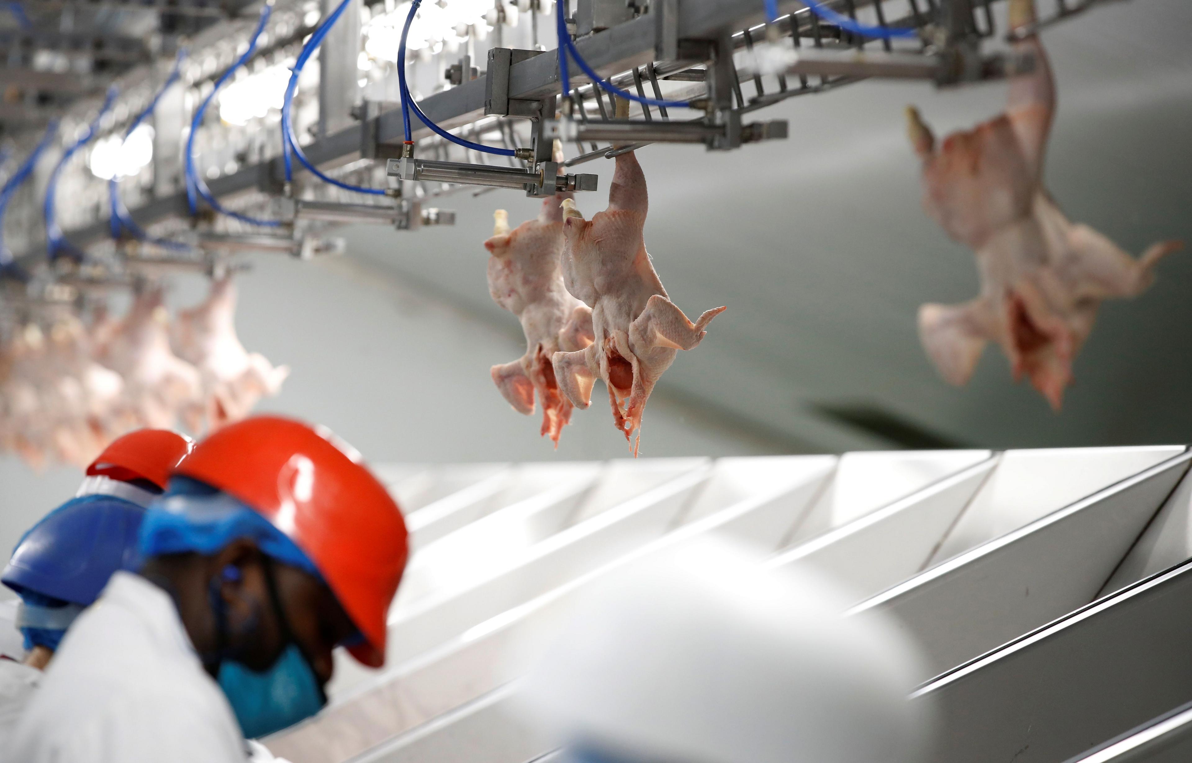 Poultry being processed in a poultry unit in Driffield
