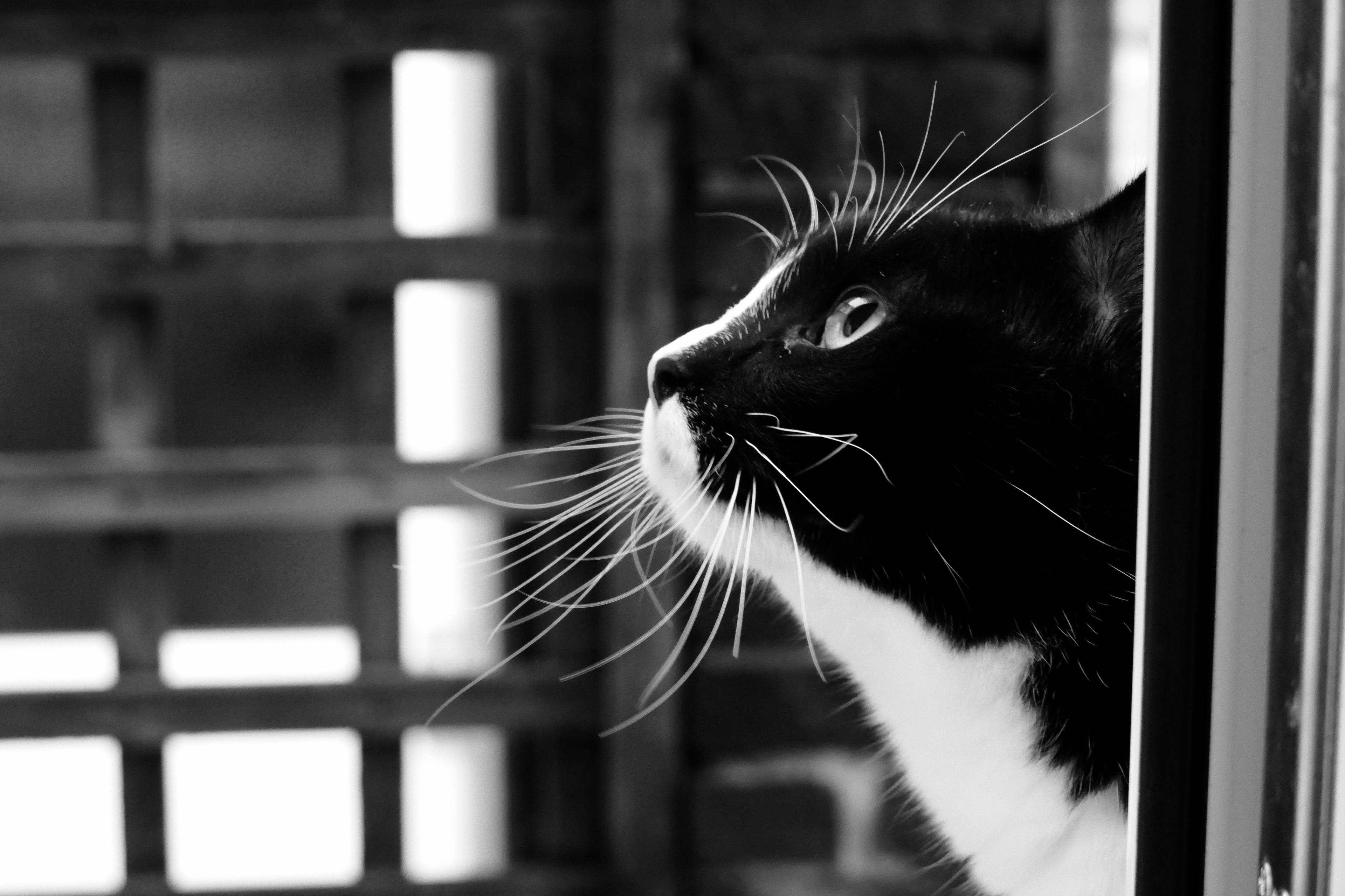 A close-up of a cat's face from the side