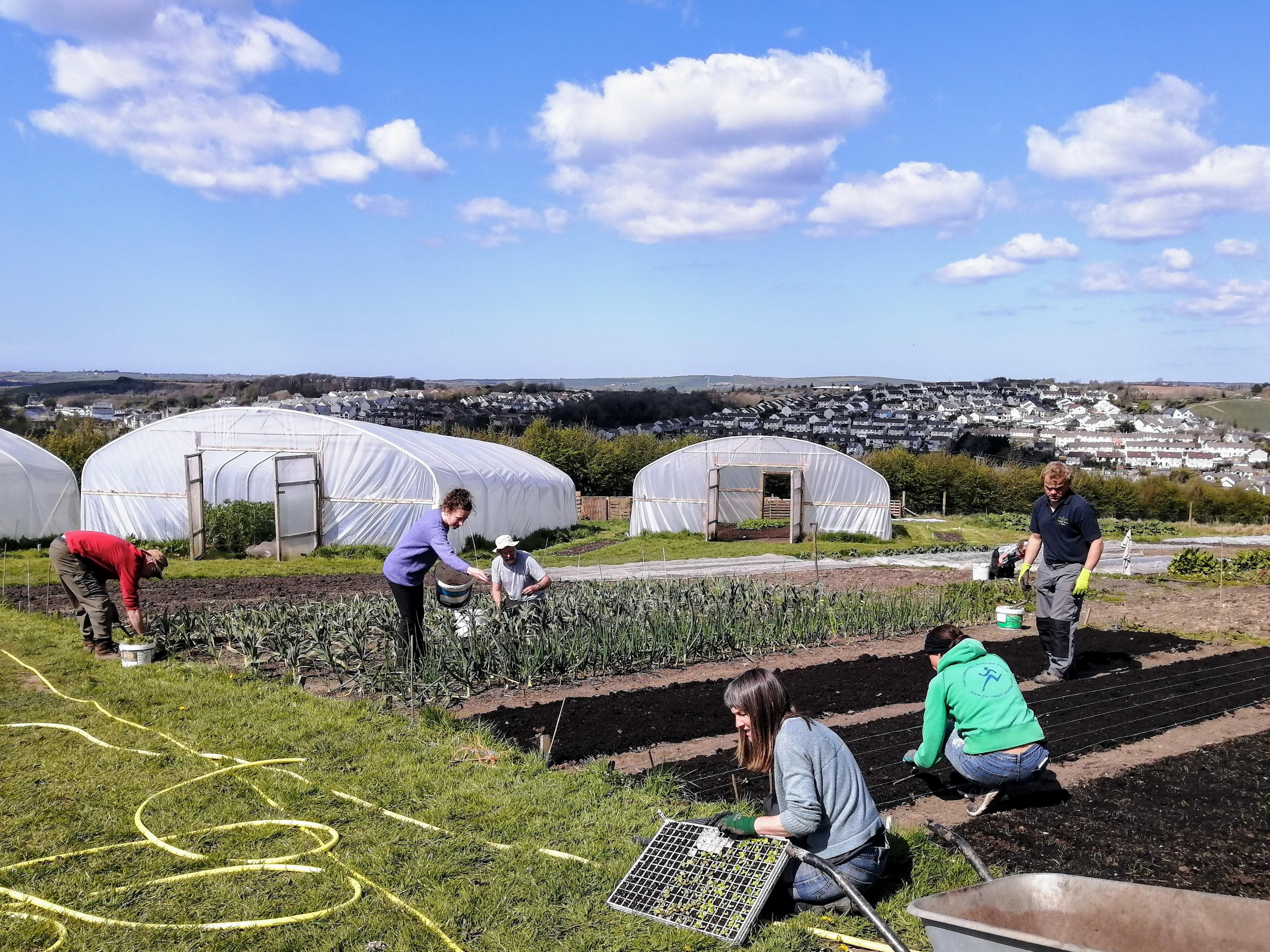 Camel CSA growing space in Wadebridge