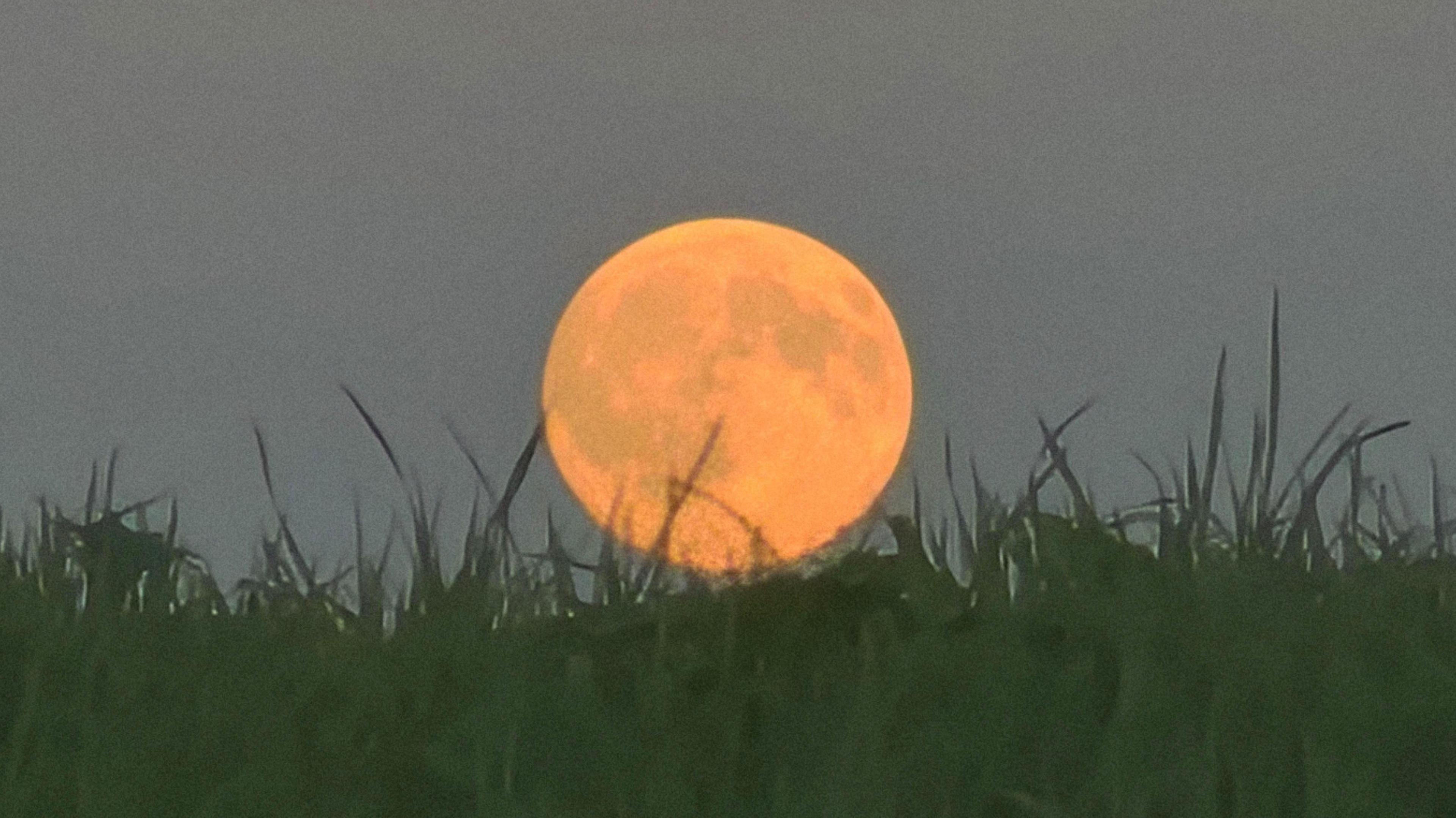 A bright orange full Moon rising over silhouetted tall green grass. The sky is a dusky grey colour.