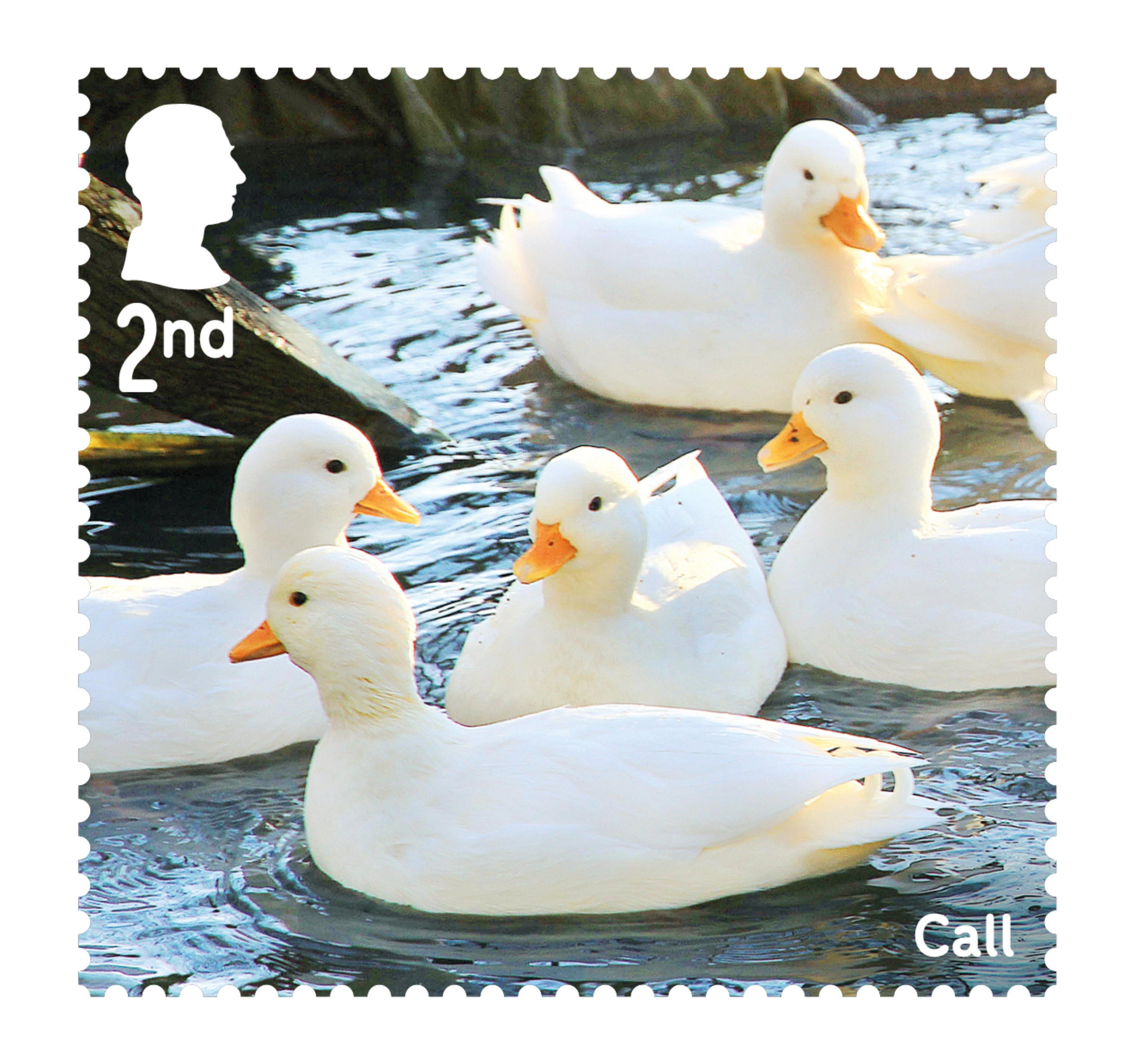 Stamp showing Call ducks.