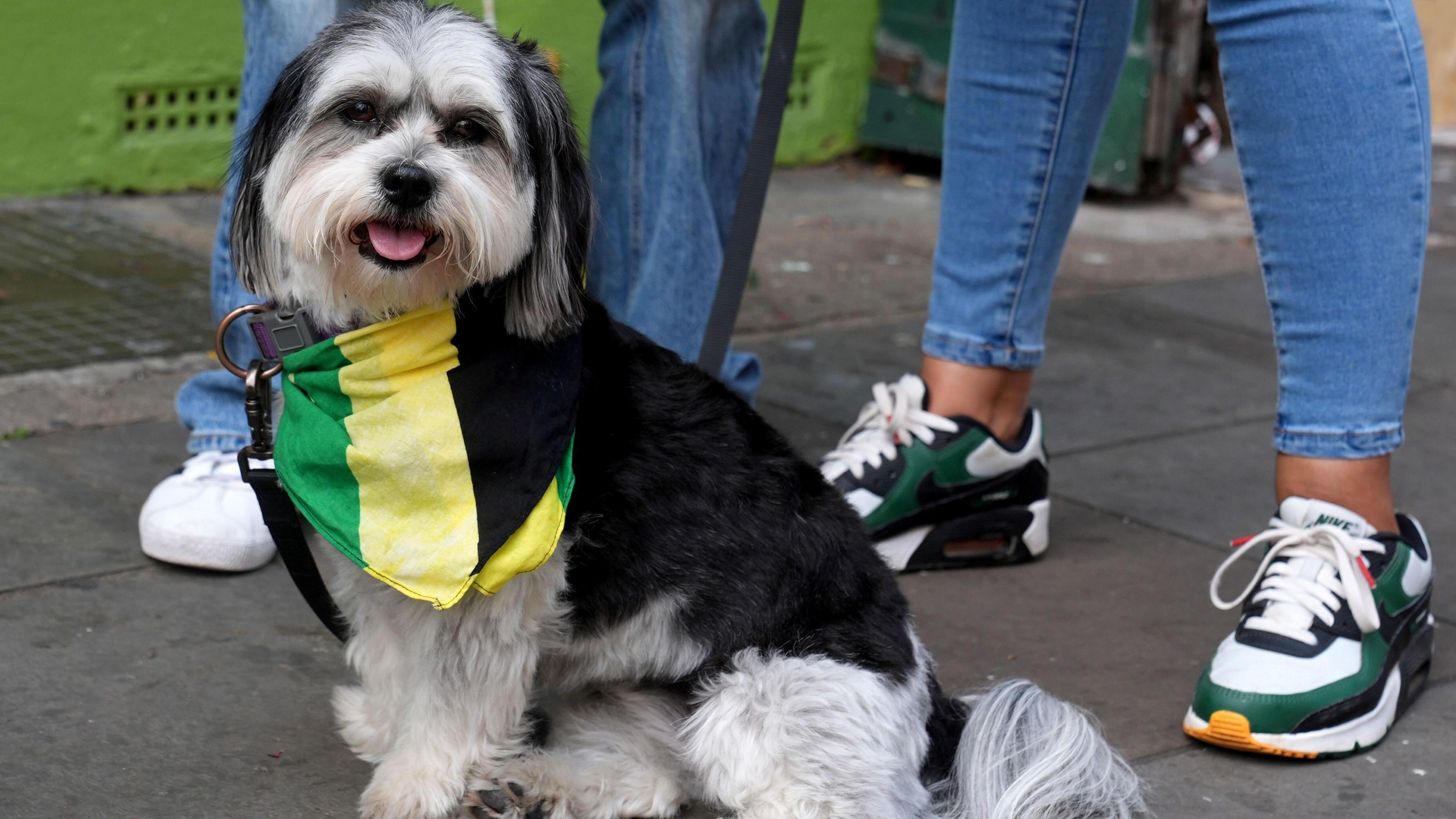 A dog wears a scarf in the colours of Jamaica's flag.
