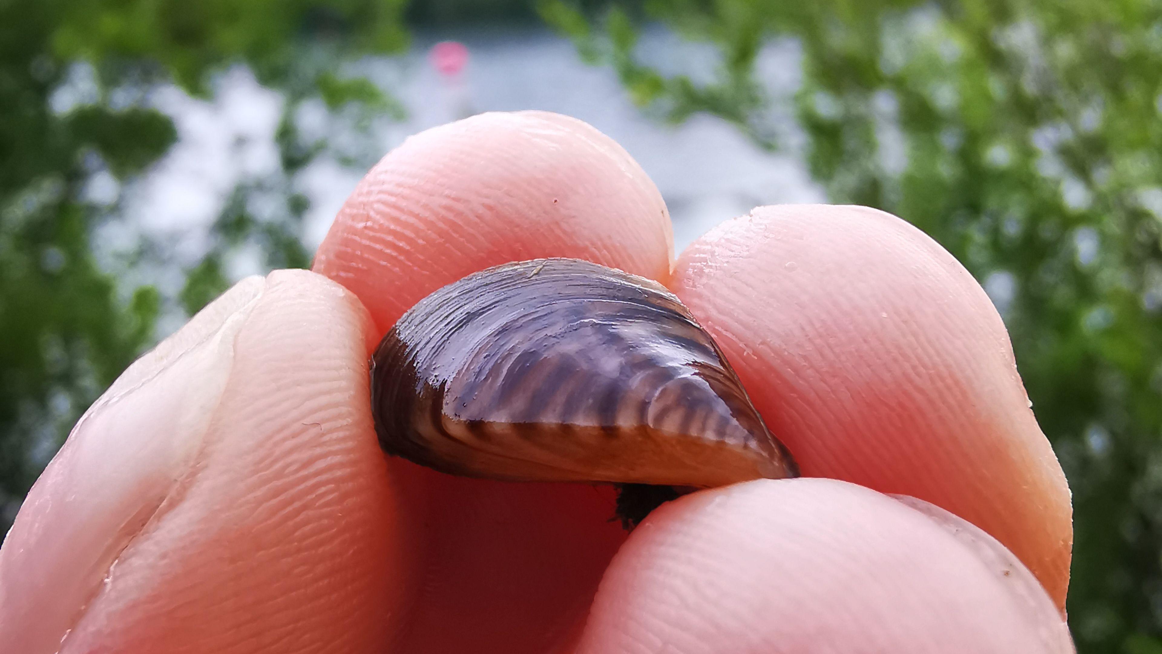 Mussel 