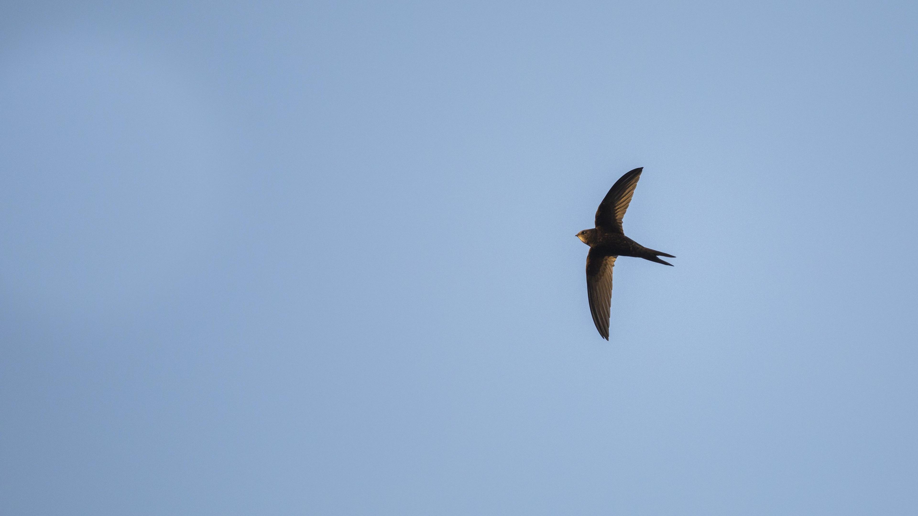 A brown swift flying through a blue cloudless sky. It has a white flash on its face and a forked tail