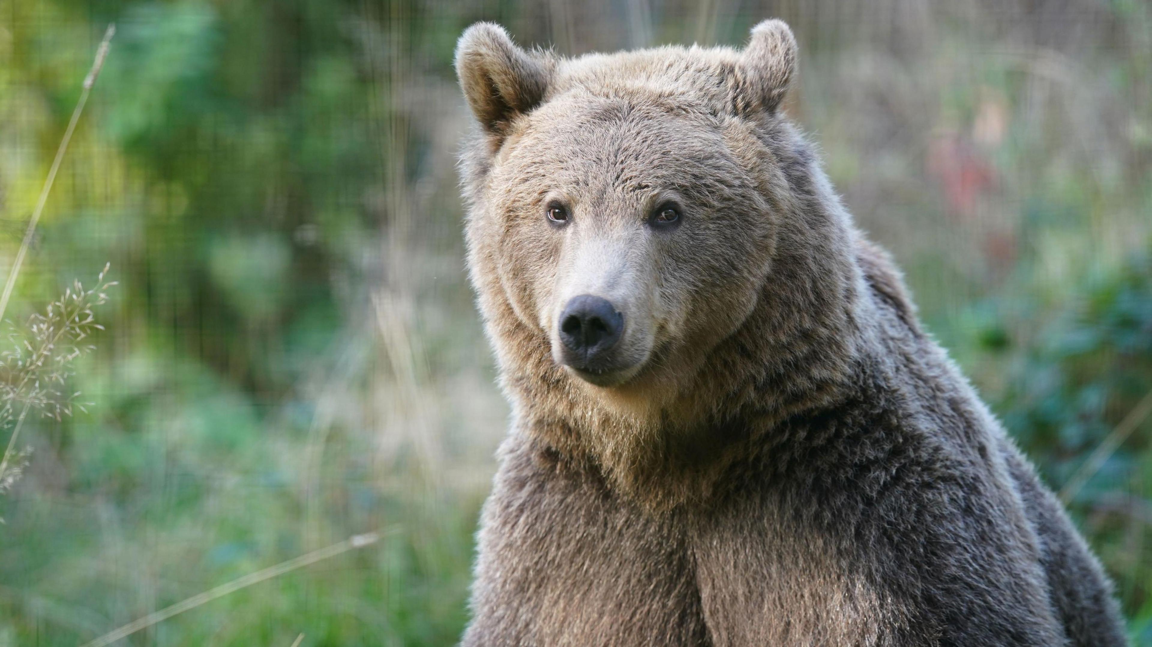 Boki the brown bear