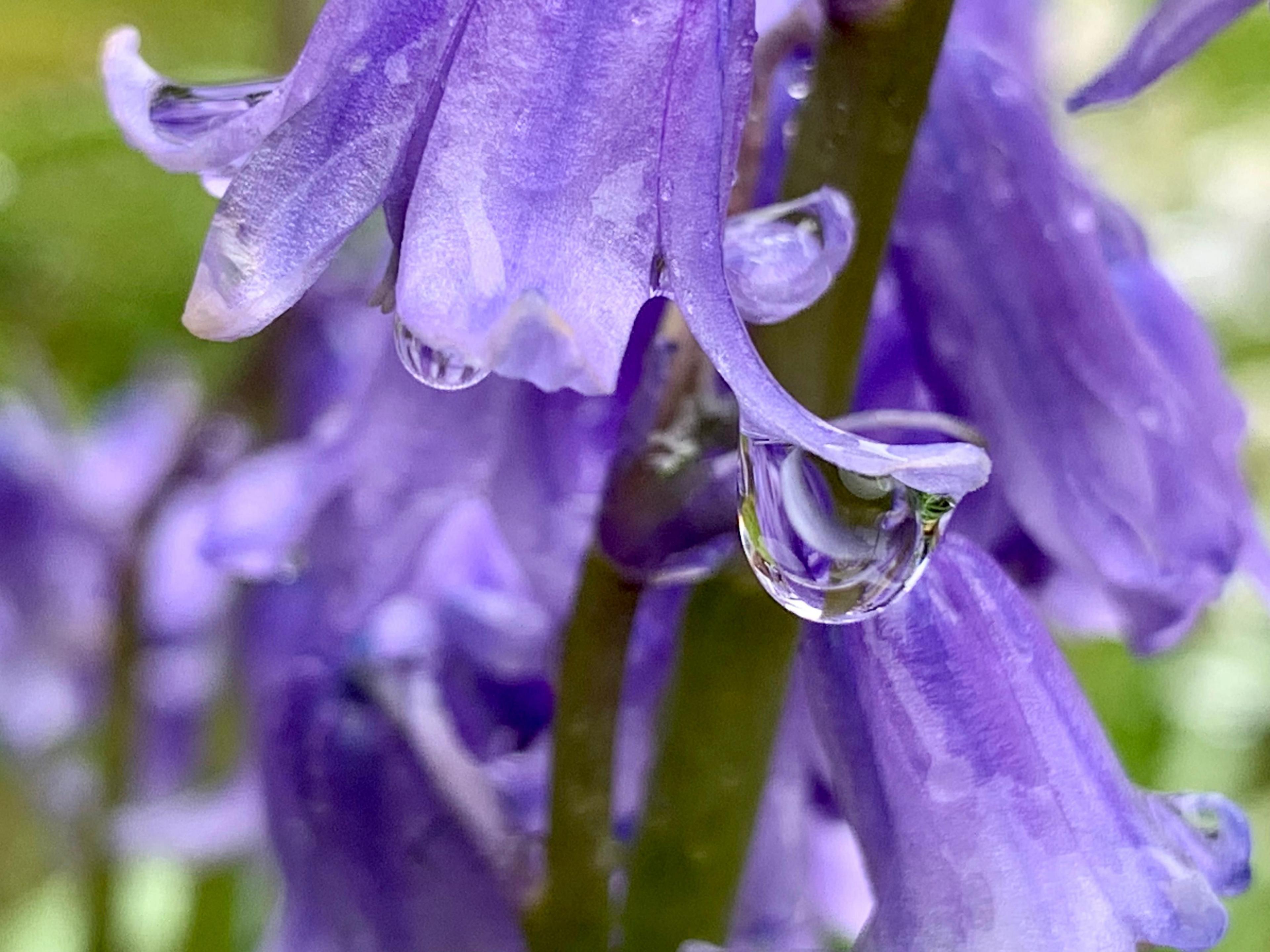 Bluebells