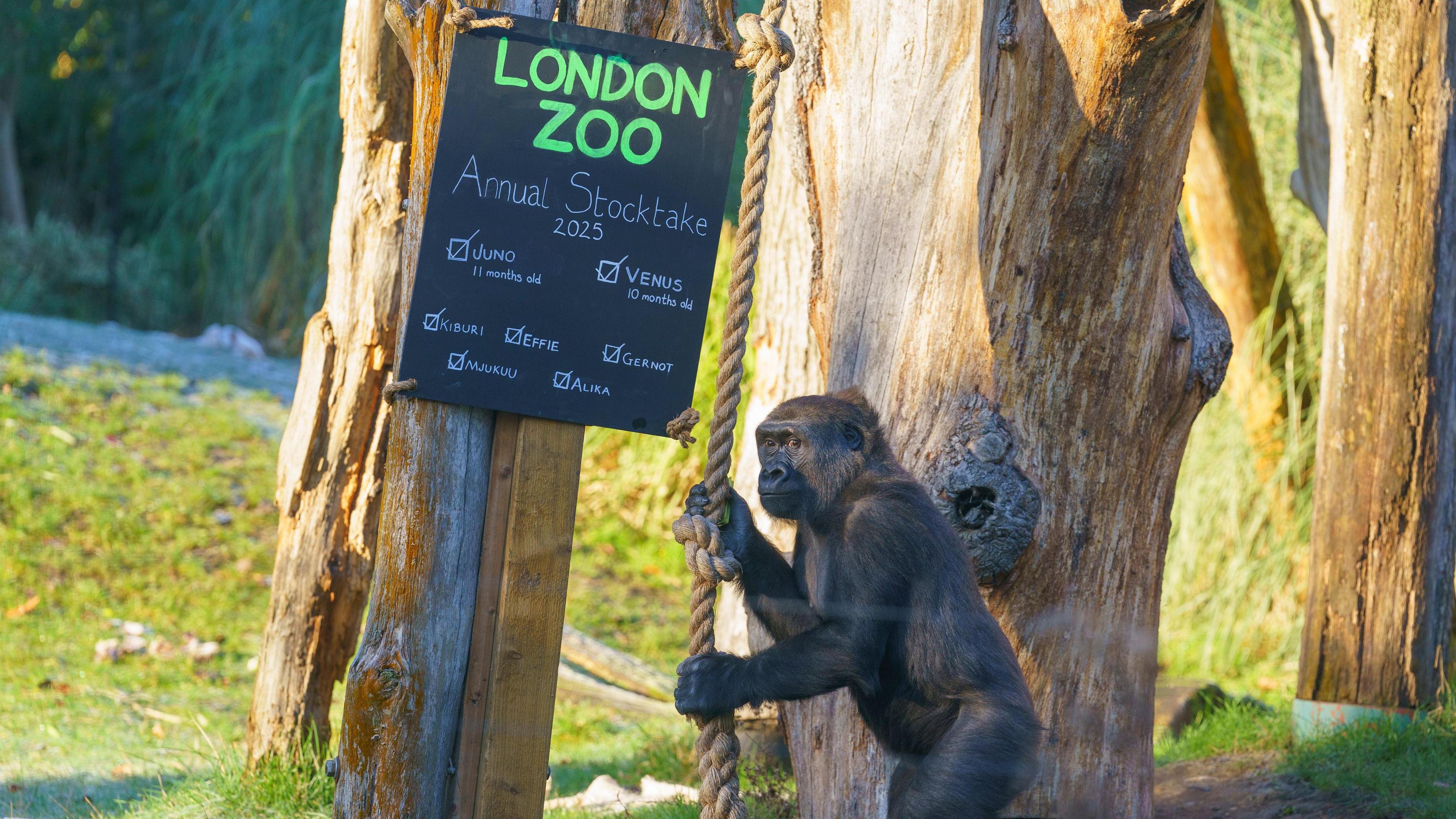 Gorilla at London zoo