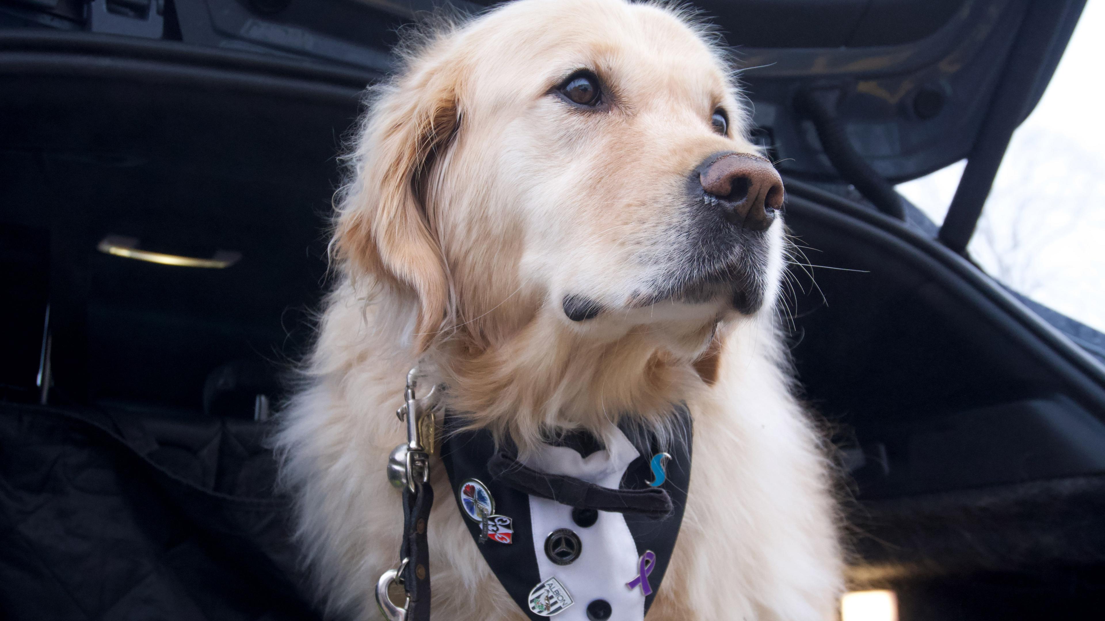 A golden retriever guide dog wearing a black and white bandana bib with several badges attached