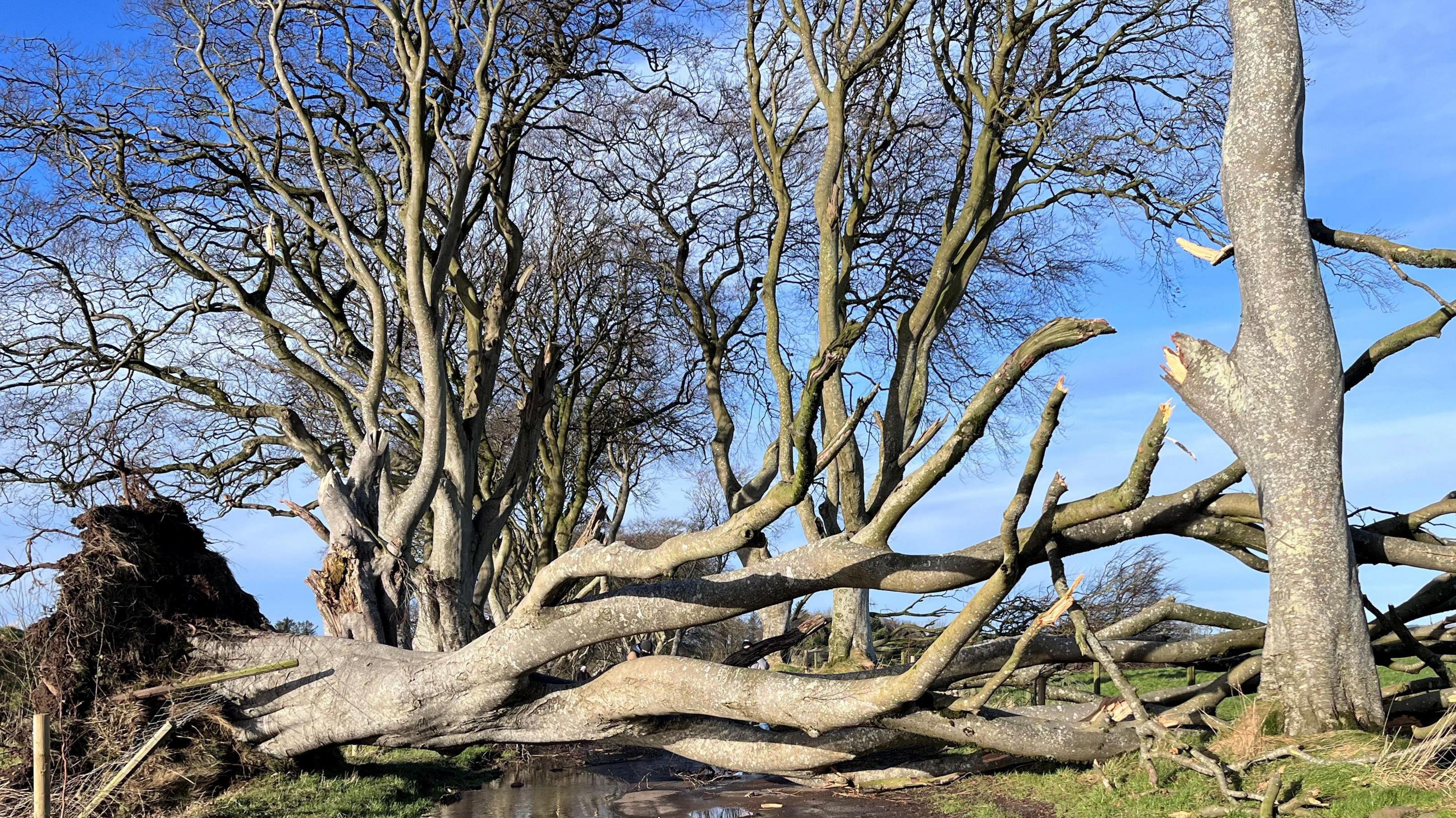 A grove of trees on both sides of a country road with several trees ripped up and lying on their sides. They're blocking the road.