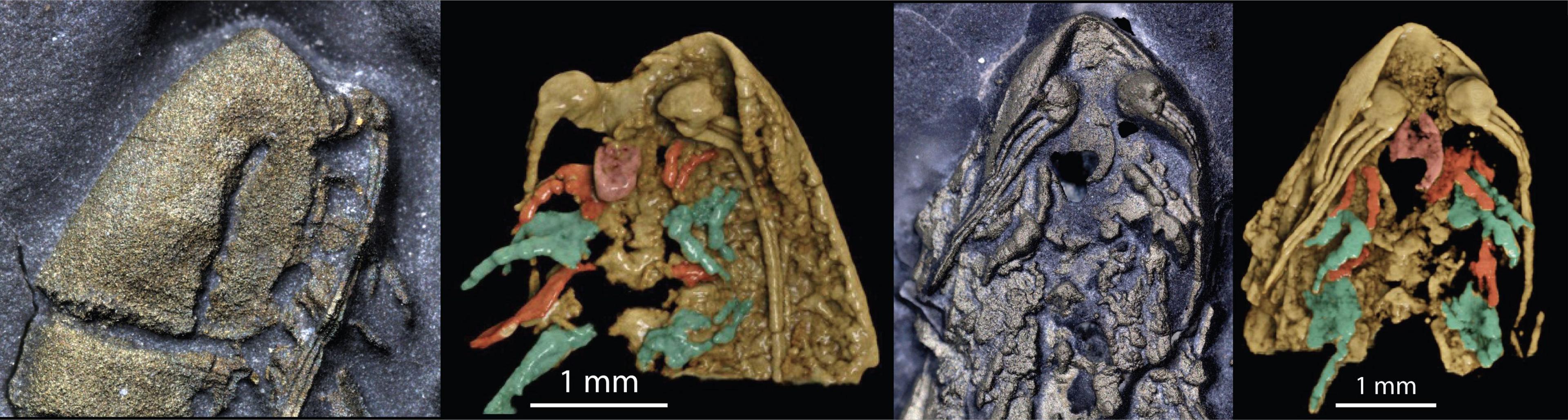 the head of Lomankus edgecombei