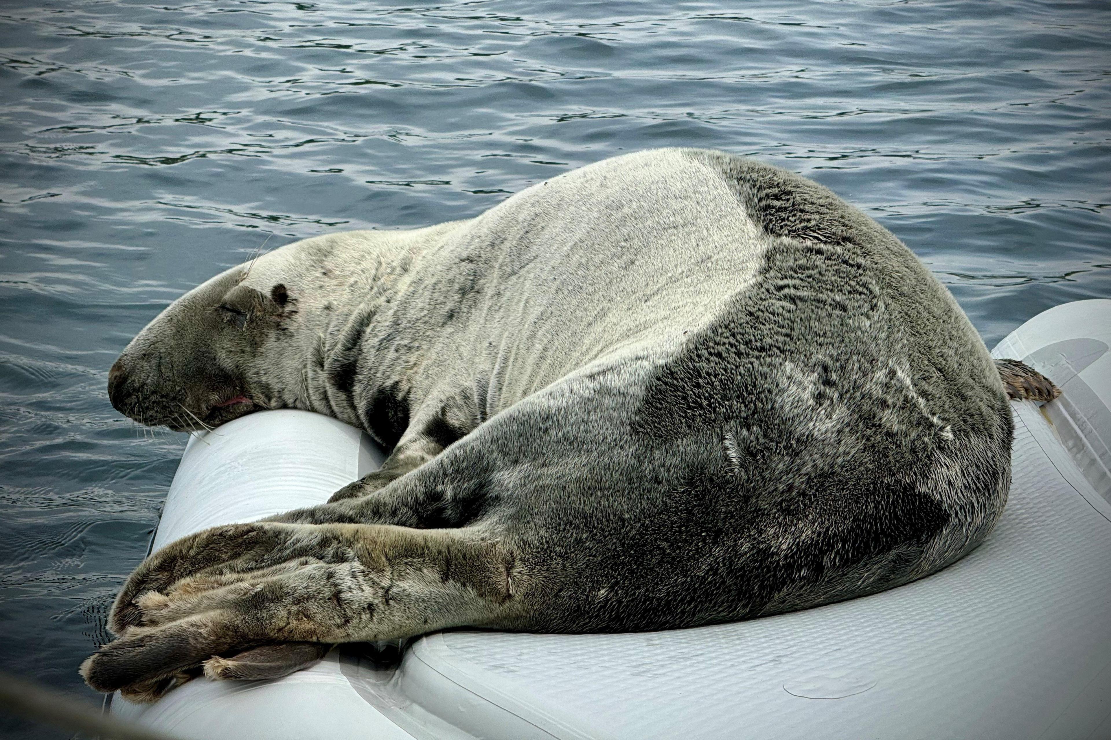 Seal on dinghy