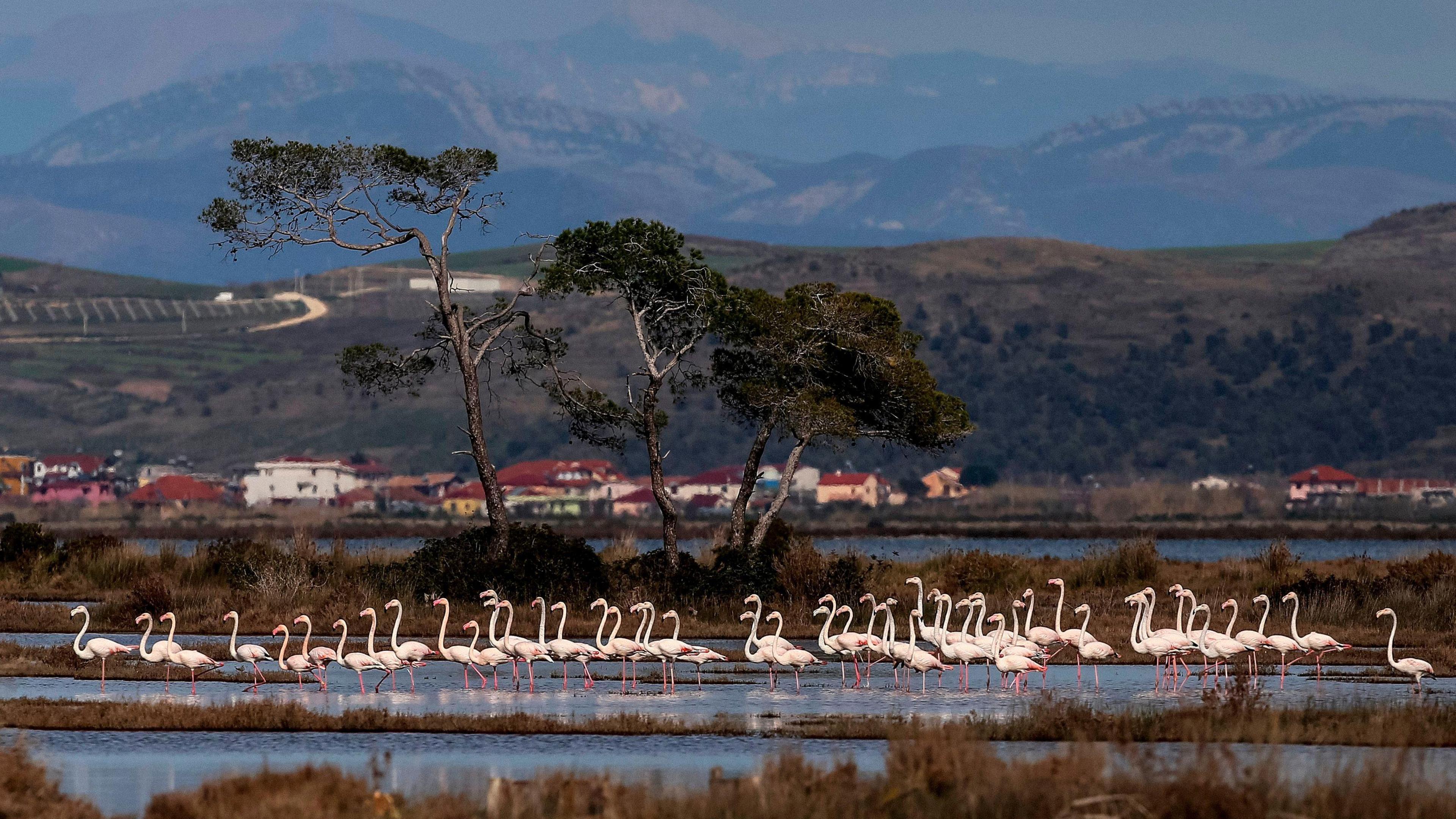 A flock of pink flamingos in a lagoon in Albania. Behind them are trees, a few blow-rise buildings and rolling hills. 