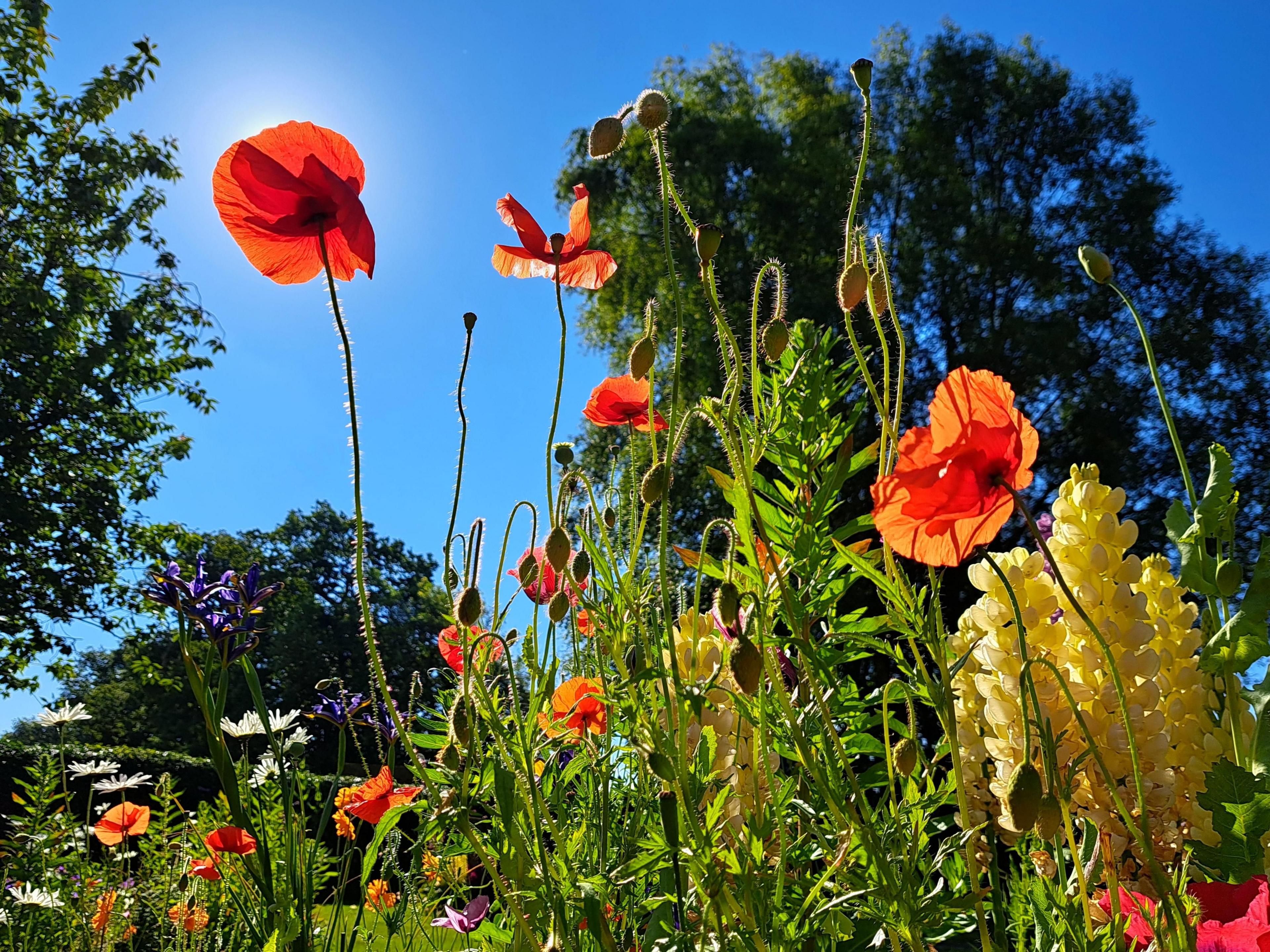 Wolverhampton flowers