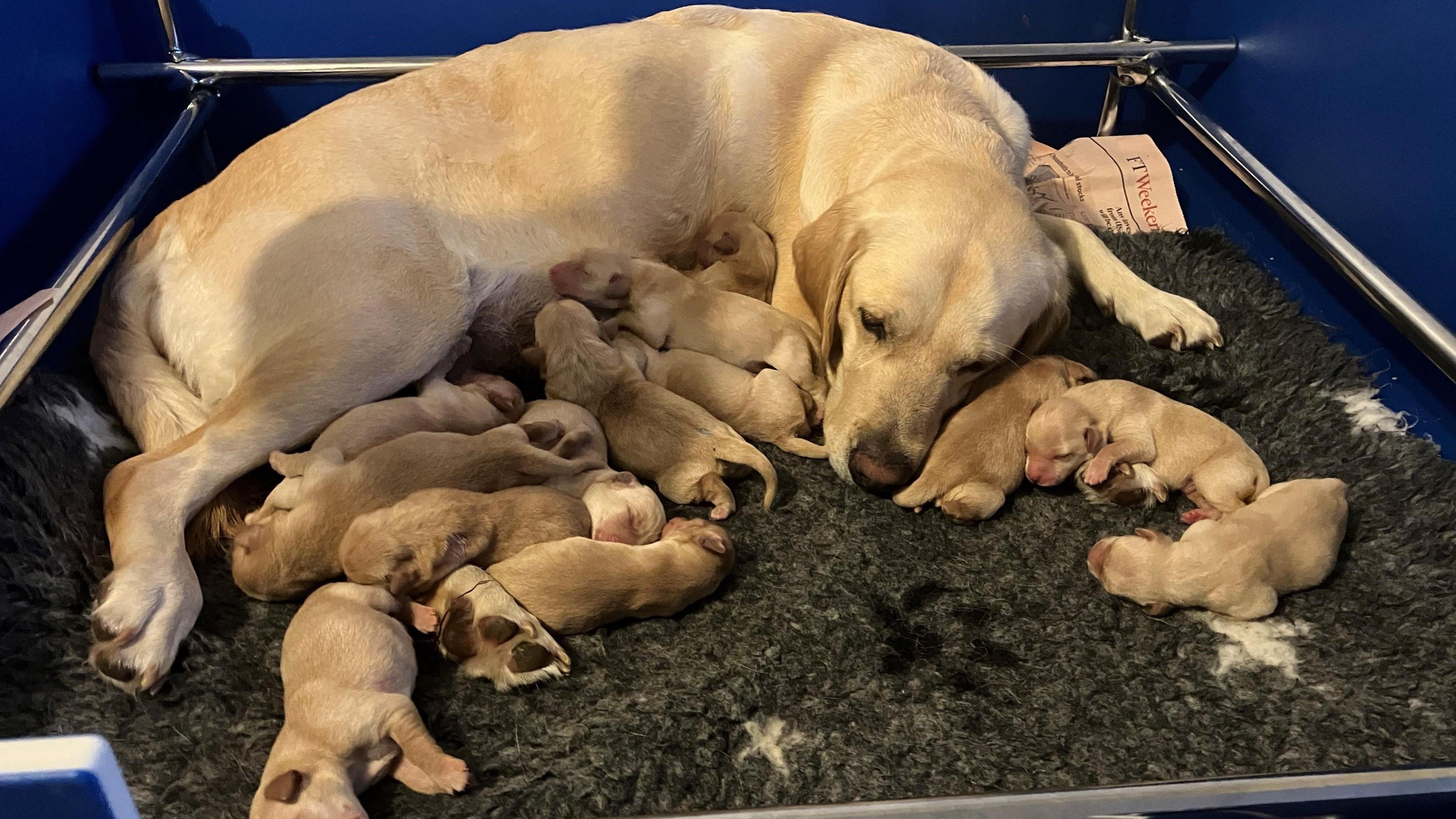 A golden retriever labrador cross lies with 13 tiny puppies surrounding her in bed.