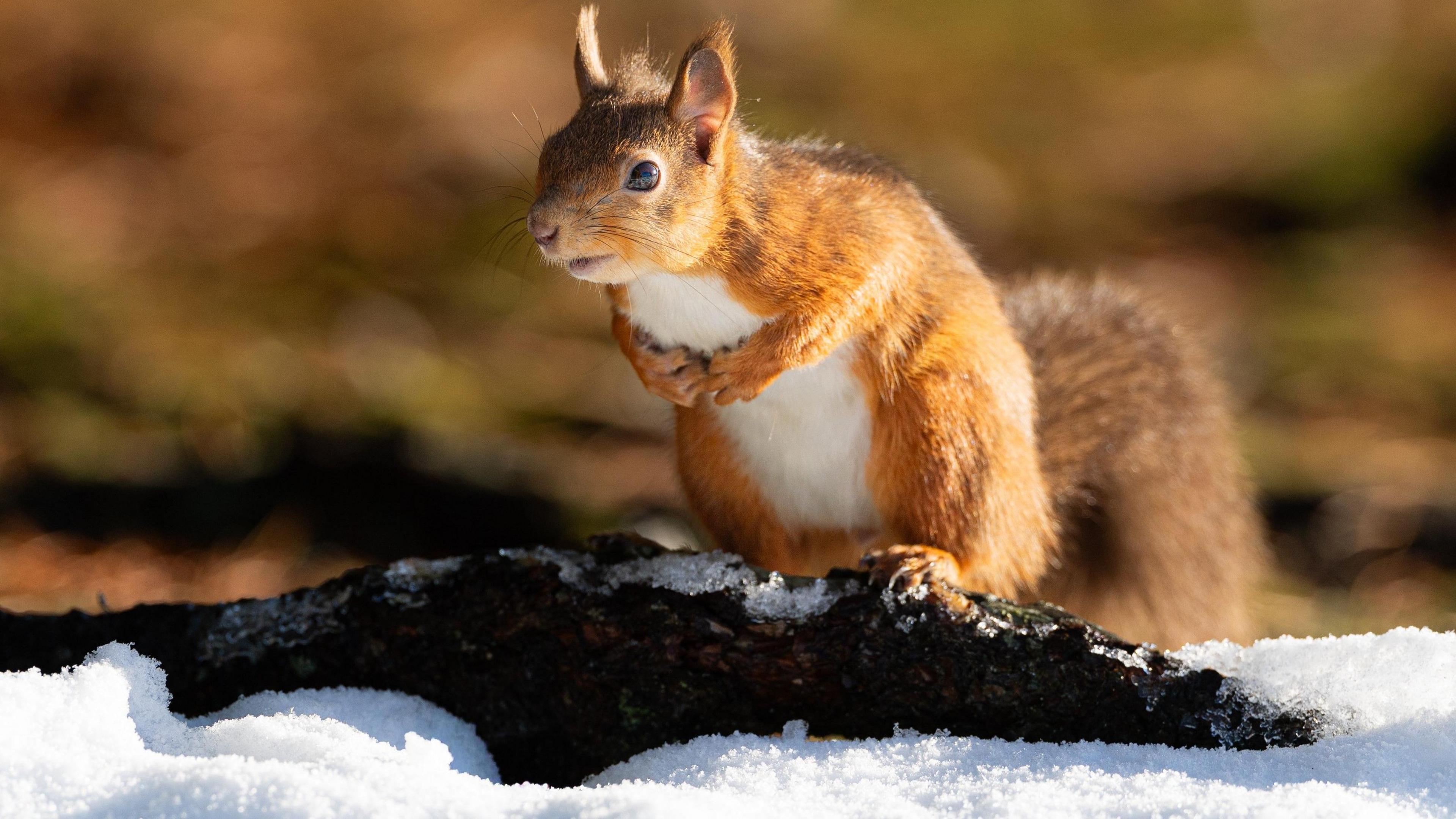 A red squirrel with a white tummy and a big fluffy tail is clutching its paws while it stands on a snow-covered path.
