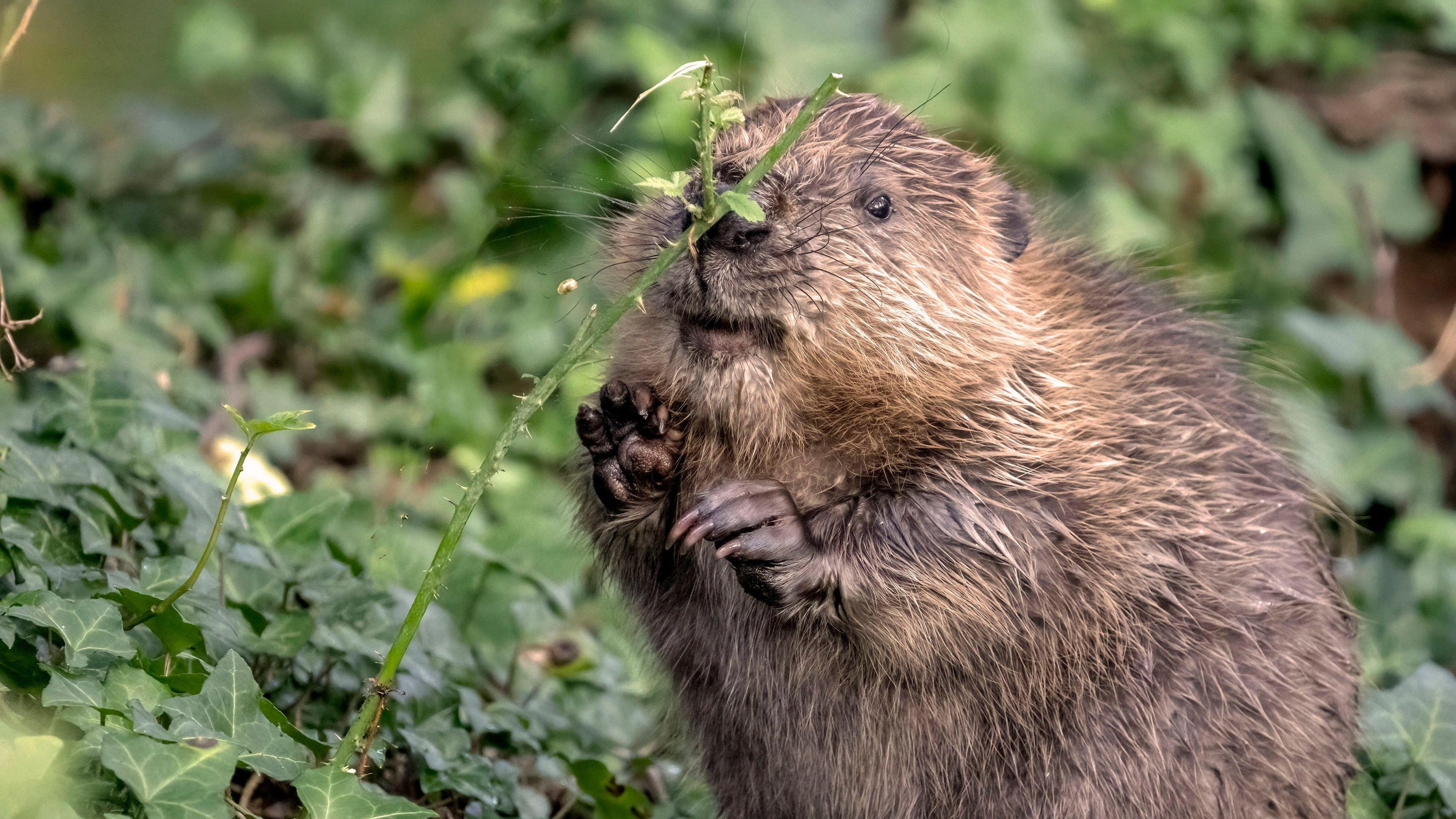 A beaver sniffing a plant in the wild