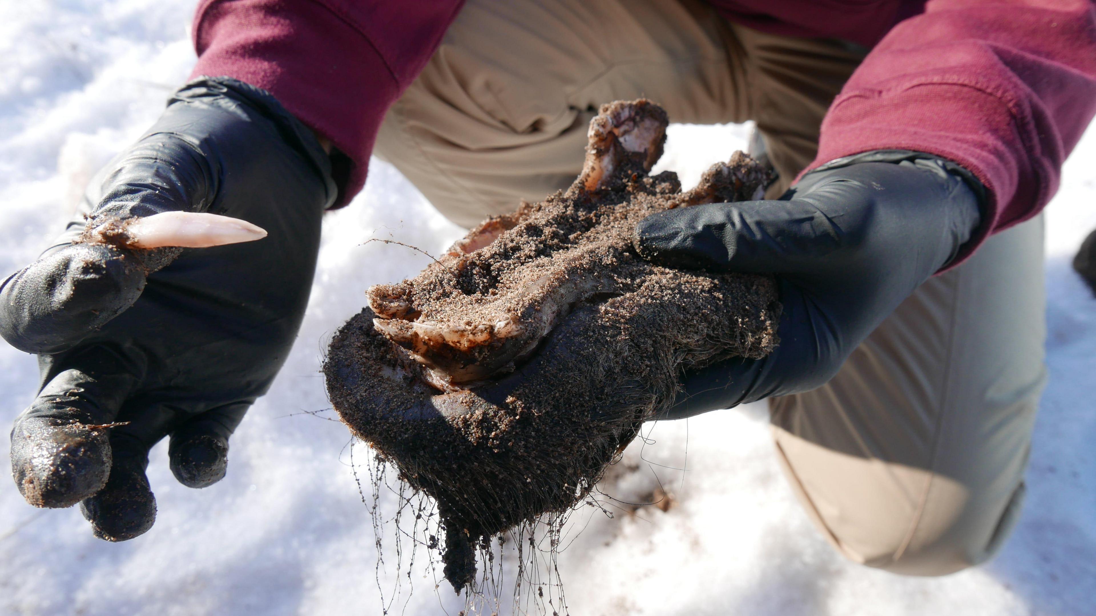 A pair of gloved hands hold a tooth next to what appears to be a large clump of mud. The figure holding the items is crouched on what seems to be snow.