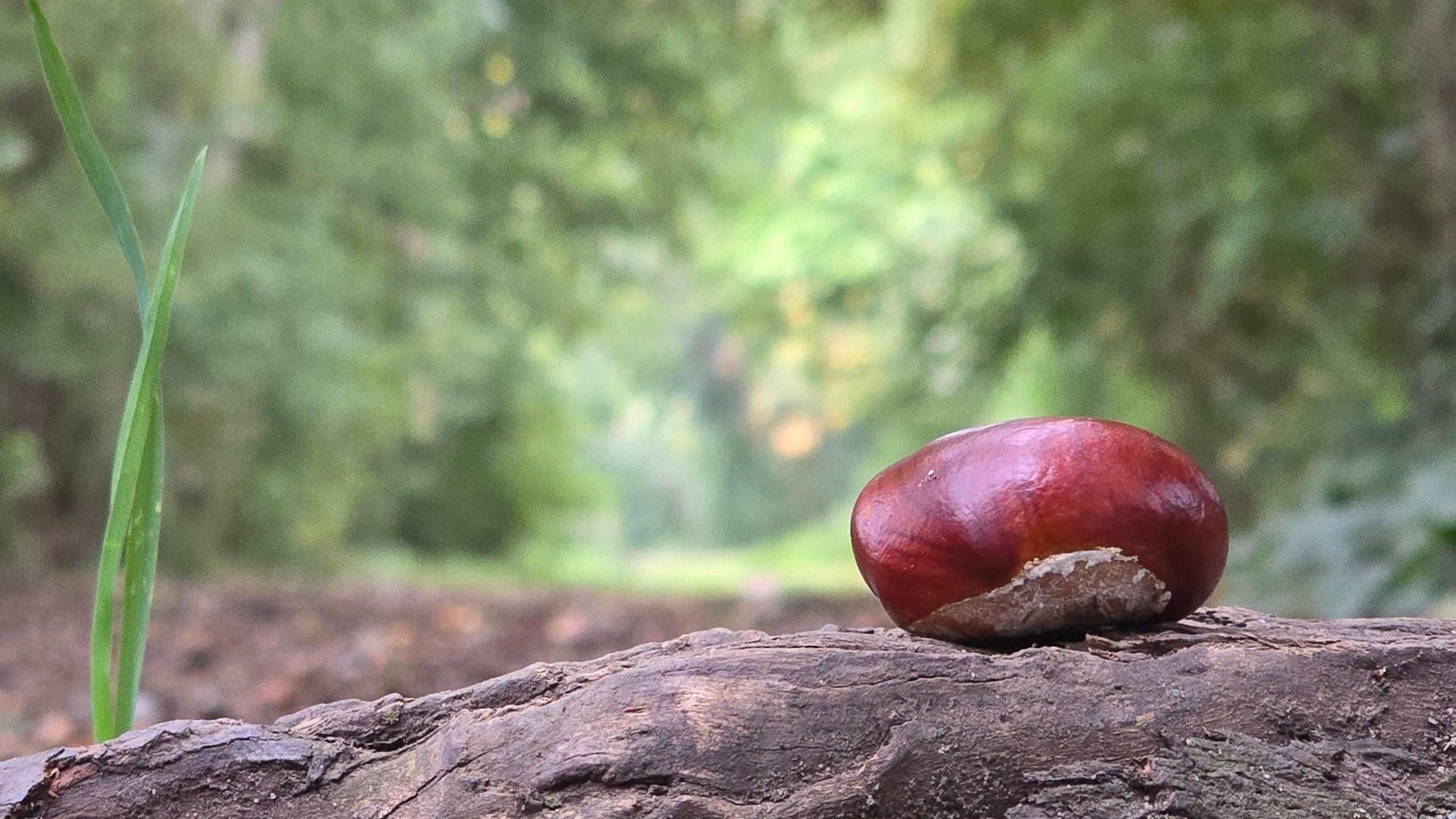 A brown conker perched on a log with greenery in the background blurred