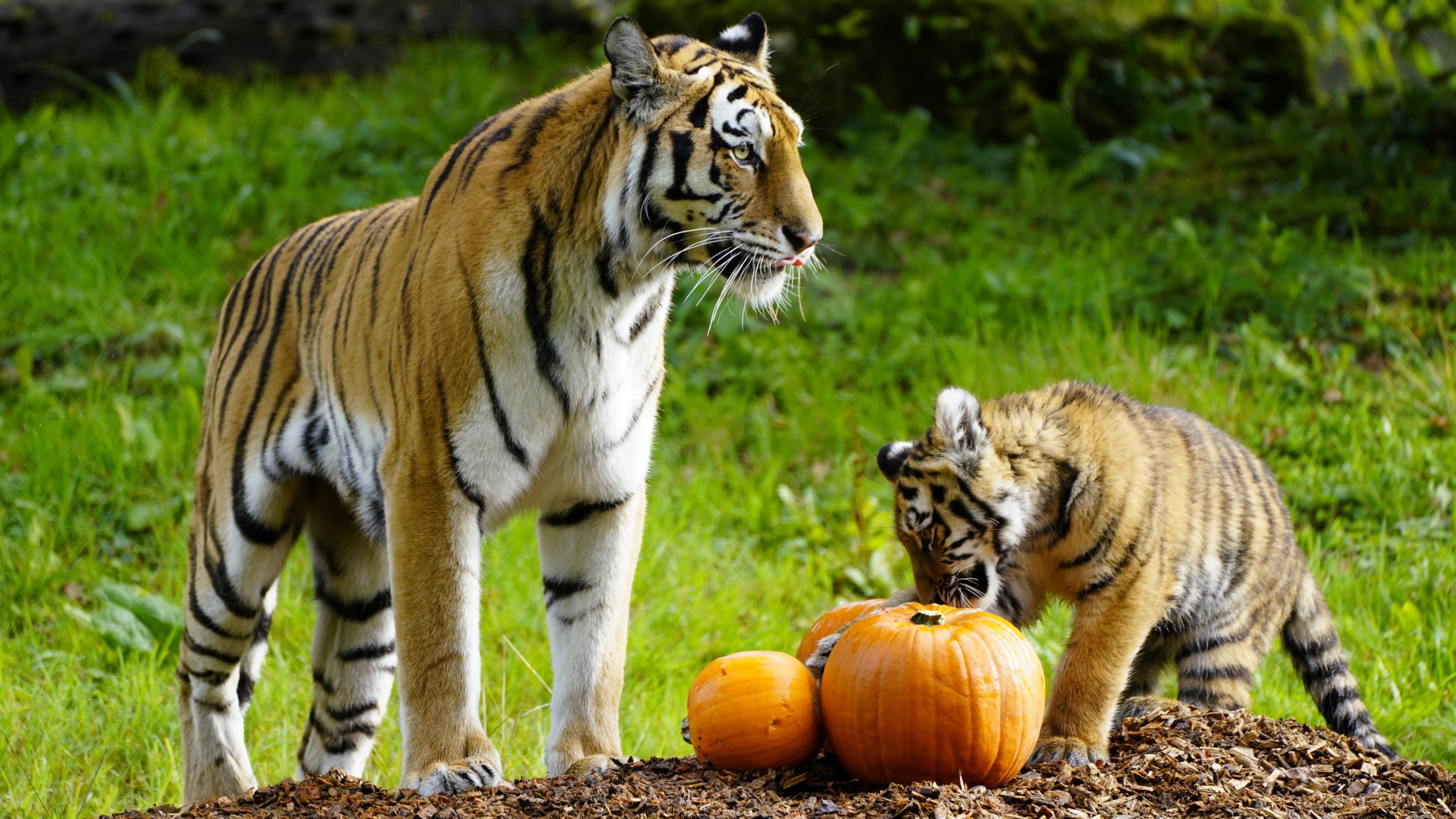 An adult tiger stands to the left beside a trio of pumpkins as a cub sniffs one and paws it