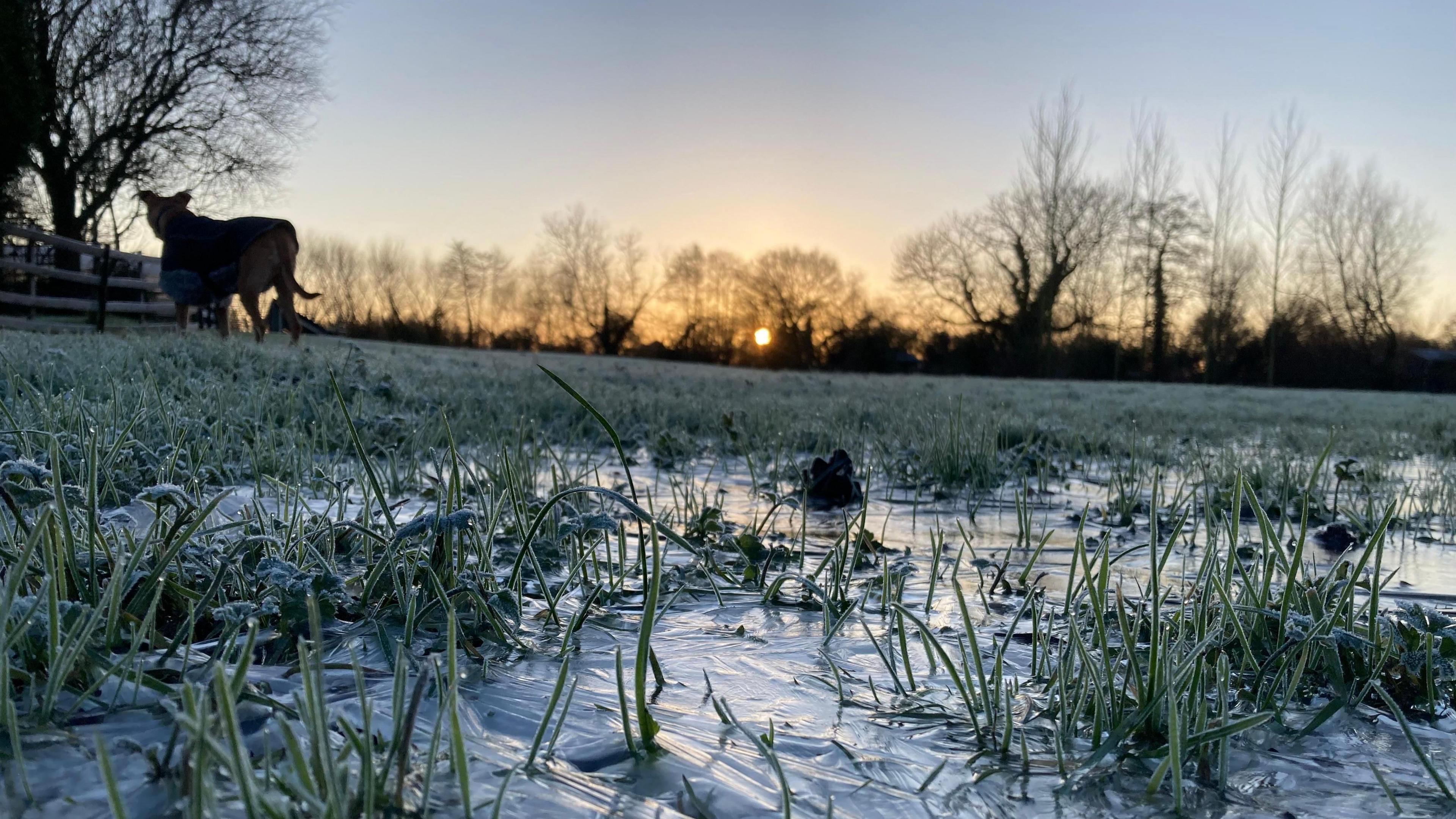 Water on the grass in a field has frozen, creating icy shapes around the grass. In the distance, an animal on four legs is outlined against the sky along with several trees.