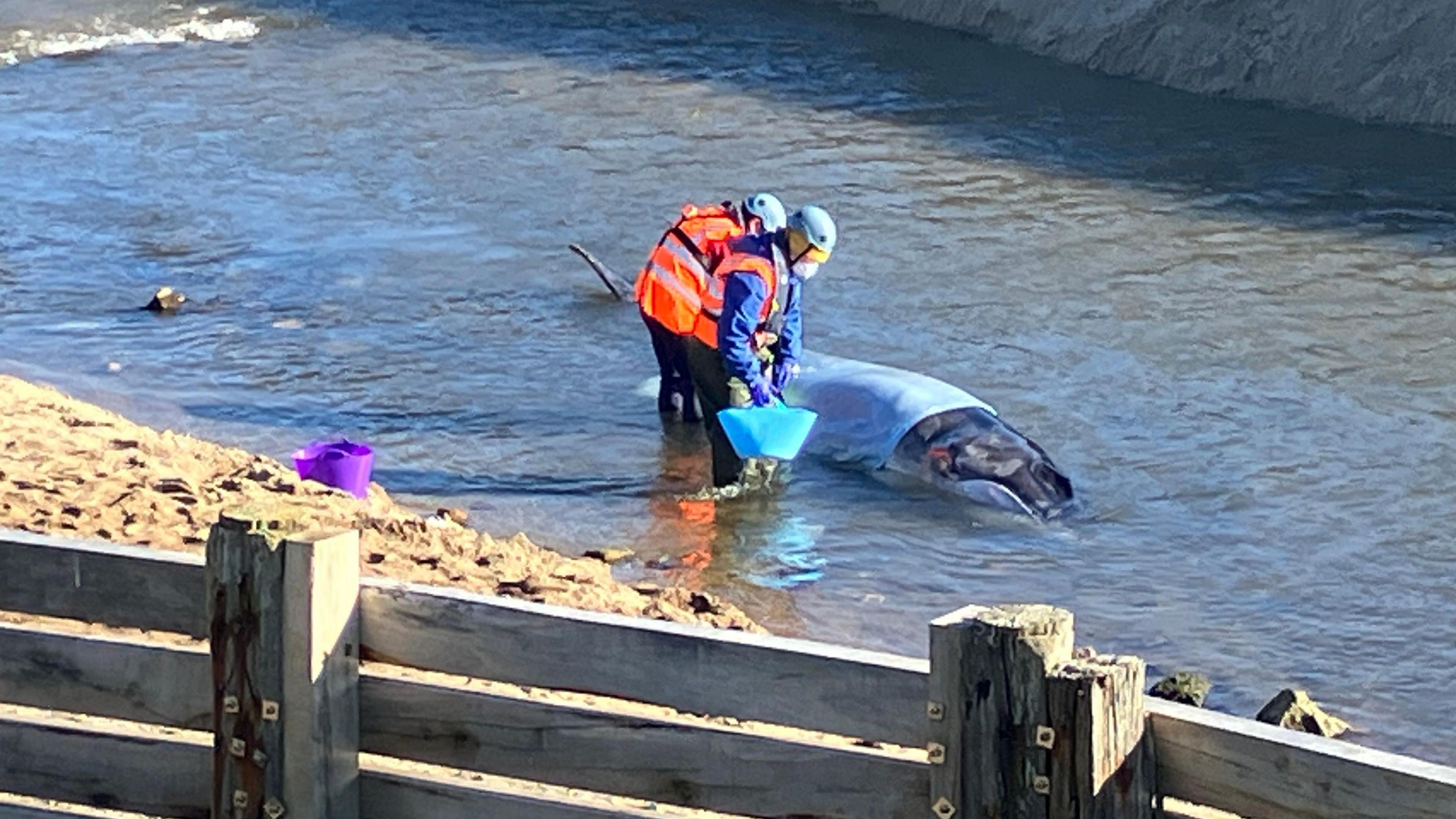 A stranded fin whale calf in shallow water. Two people in hi-vis are standing in the water next to the stranded mammal. They are wearing hard hats and other forms of PPE as they lean over the stranded whale. One of them is holding a blue bucket.