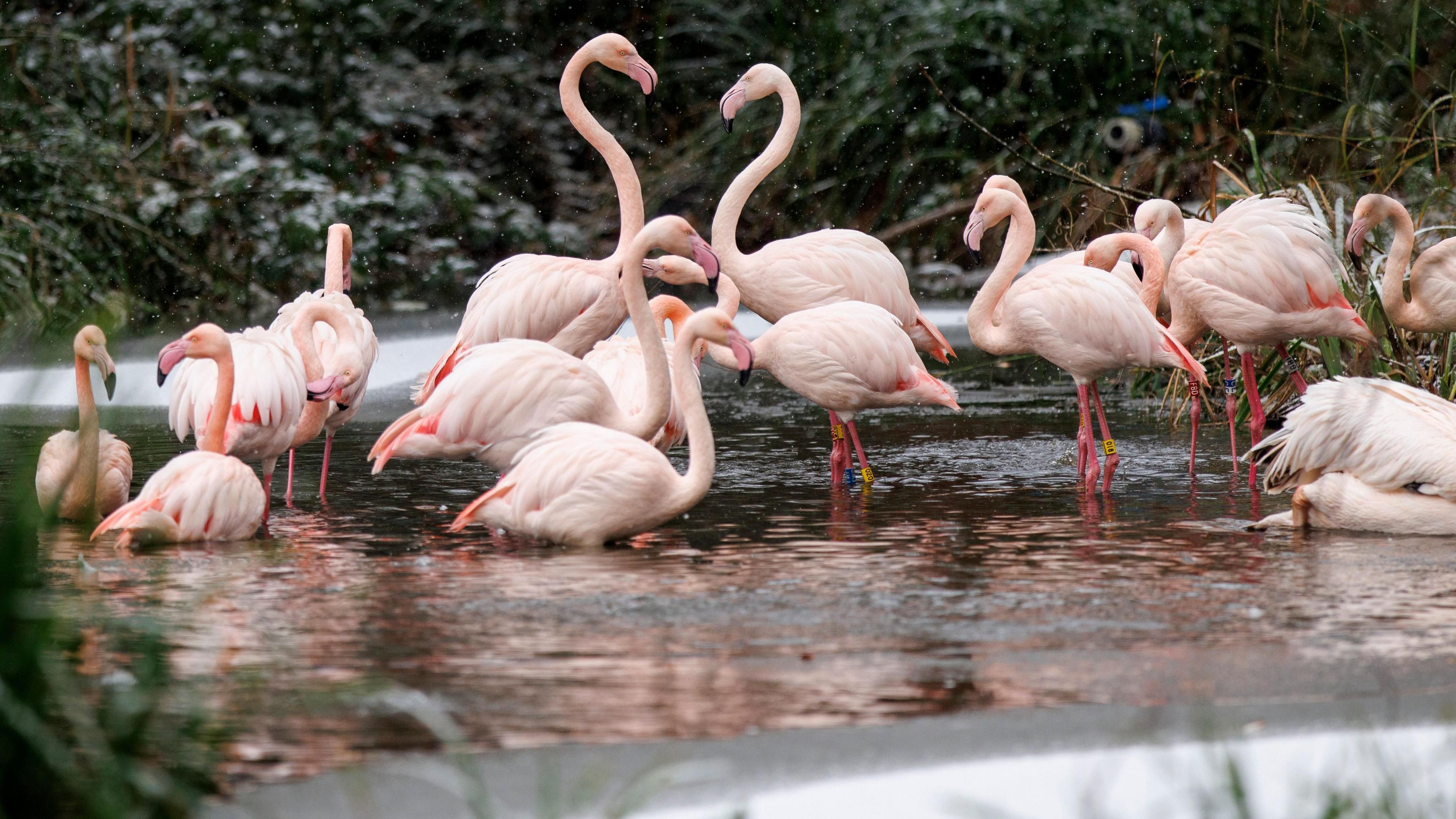 A group of flamingos stand in the water at London Zoo. Their feathers are light candy floss pink and they have curved beaks and beady eyes. 
