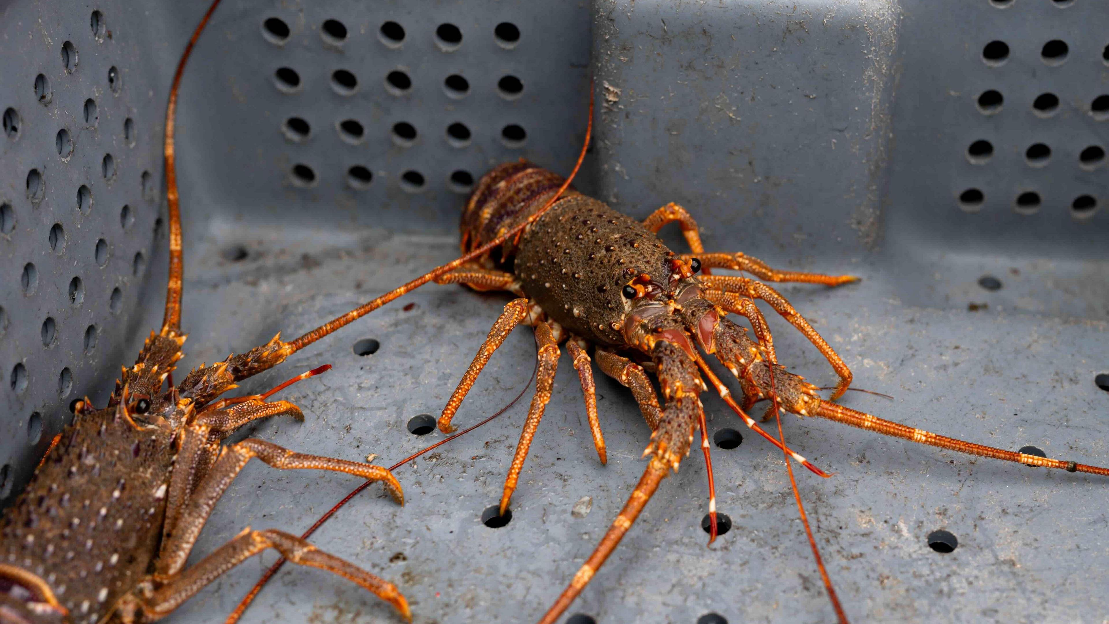 Two orange coloured lobsters in a grey plastic pot.