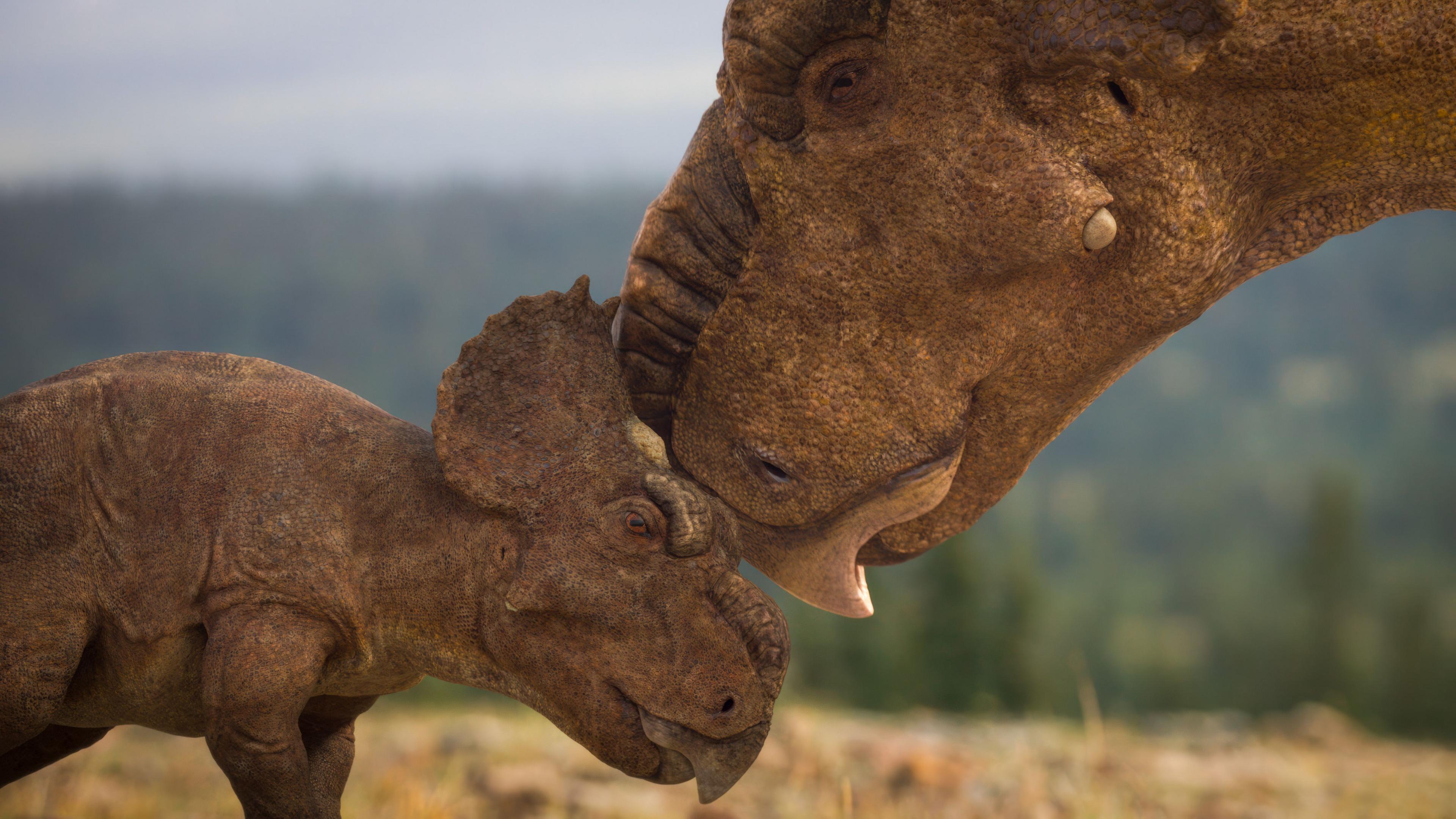 A computer generated image showing a brown baby Pachyrhinosaur with its sharp mouth open, horns on its head, rubbing its head against an adult one, the image taken from the side.