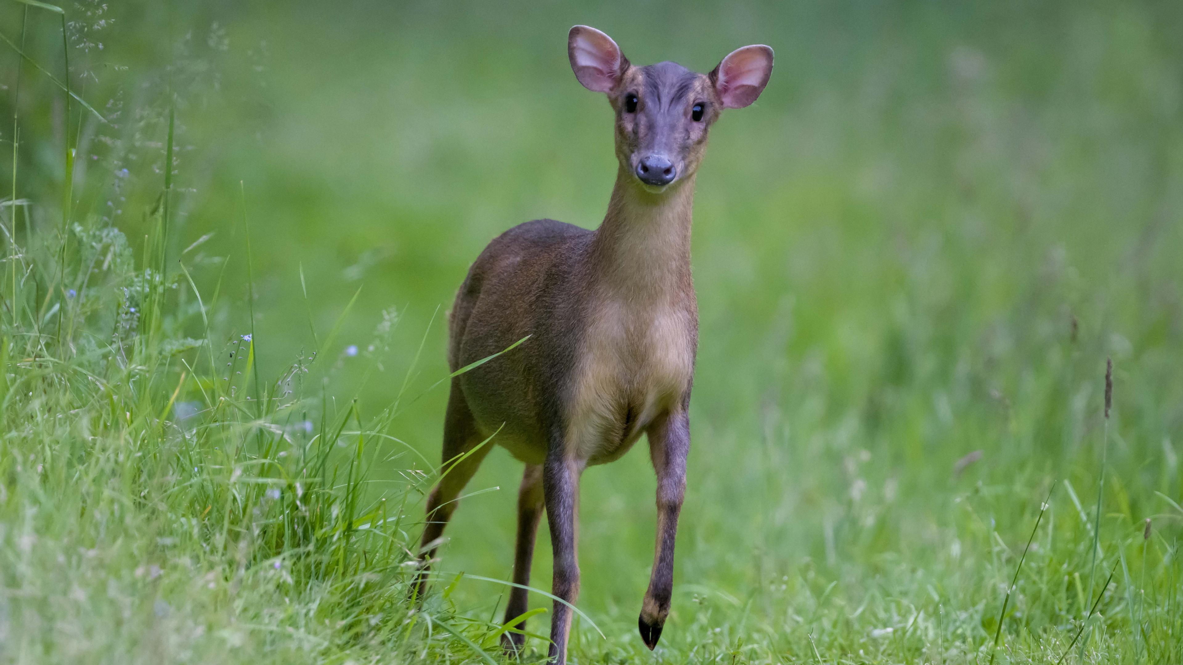 FRIDAY - A deer in Bramley