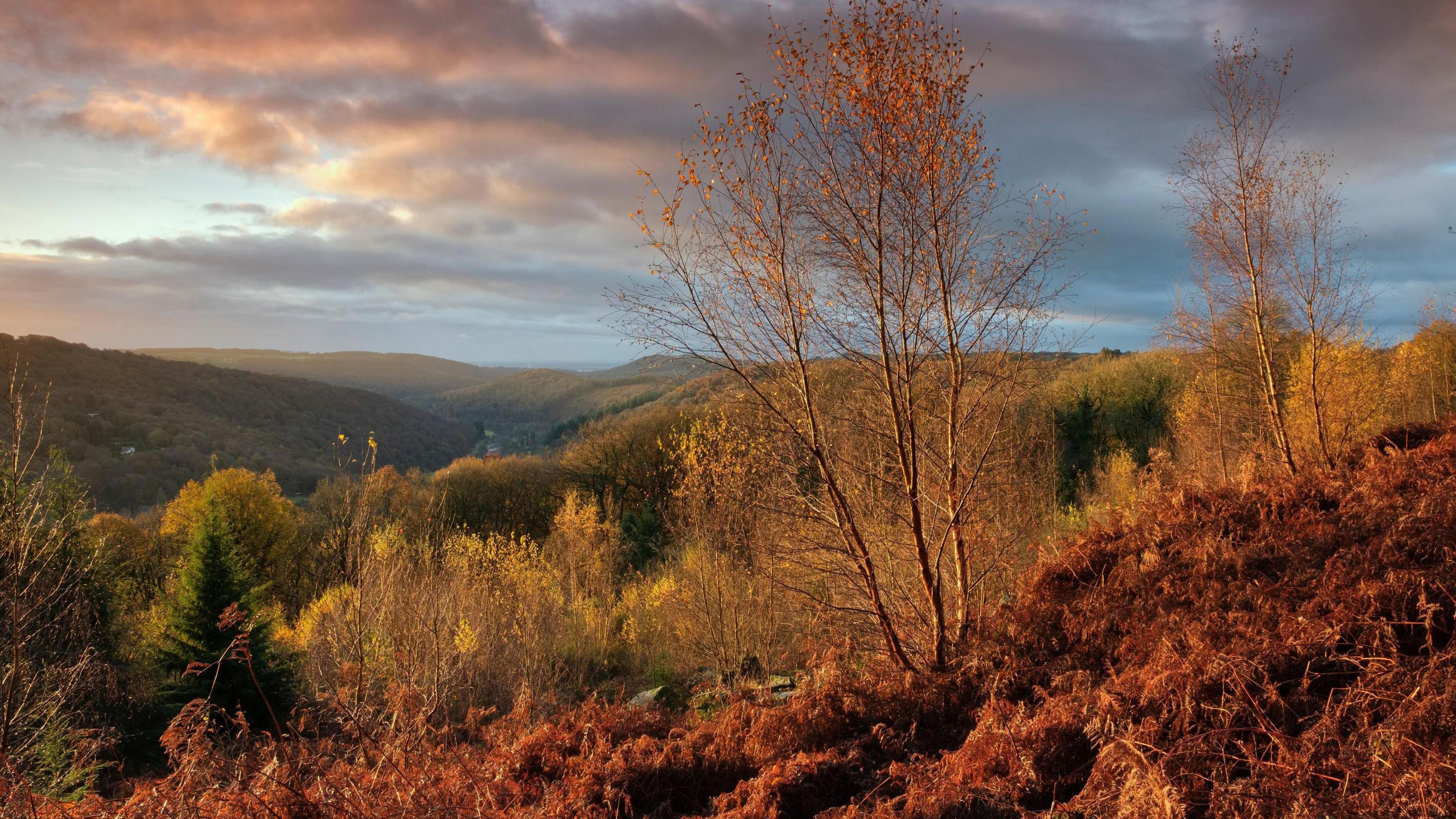 A countryside landscape with burnt orange and brown foliage in the foreground and yellow, orange and green trees behind. Rolling hills can be seen in the distance under a light blue sky peppered with grey trees.
