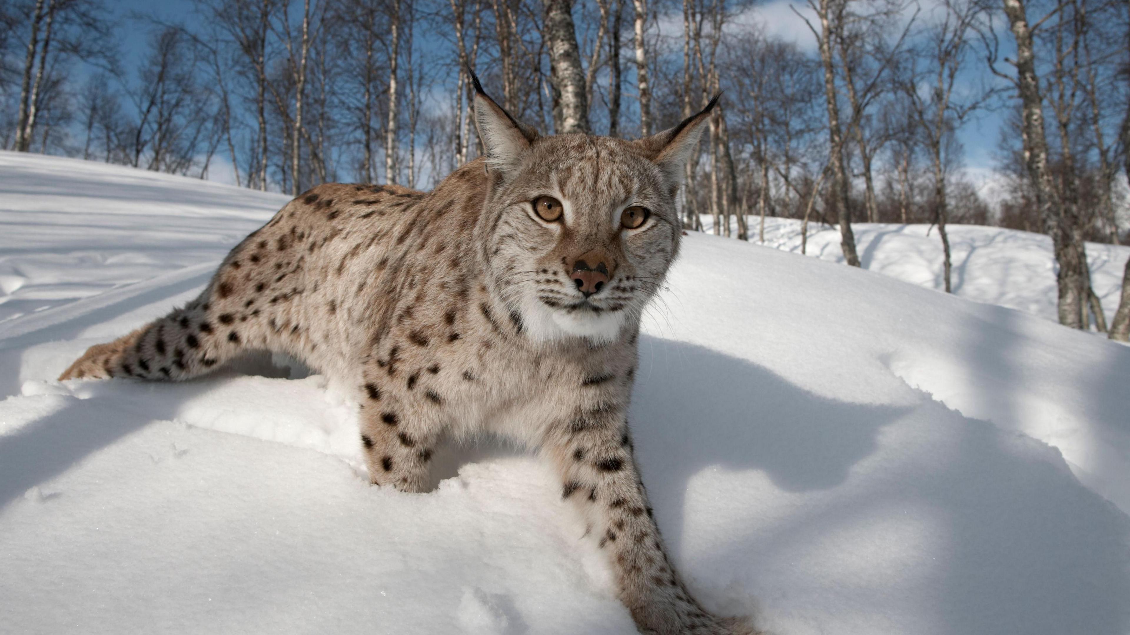 Lioncs san t-sneachd