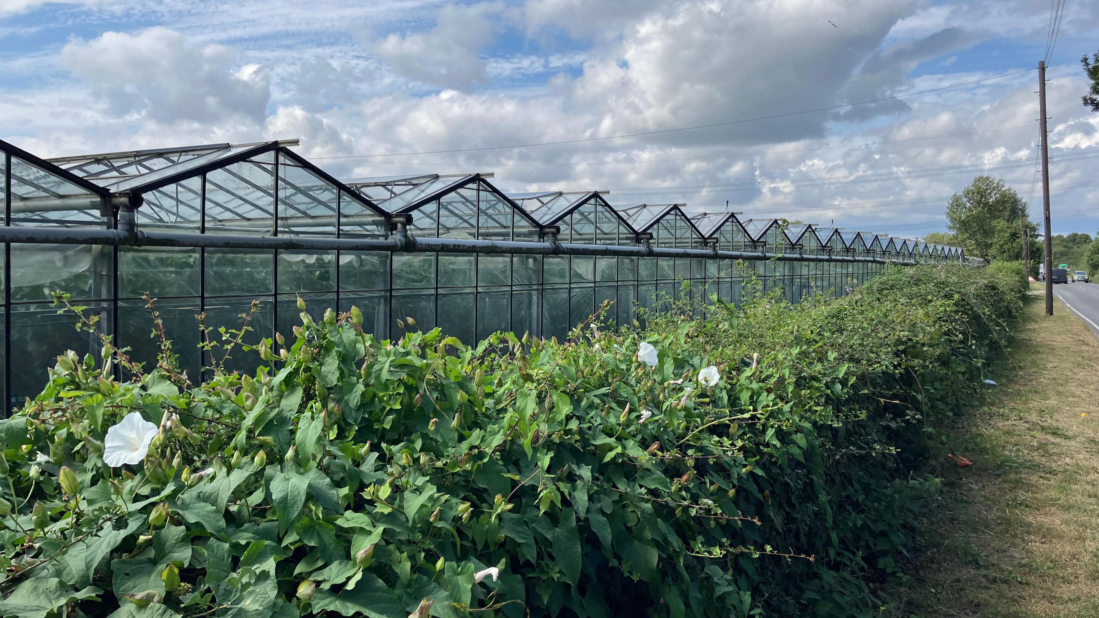 A large greenhouse pictured behind a hedge in Dobb's Weir