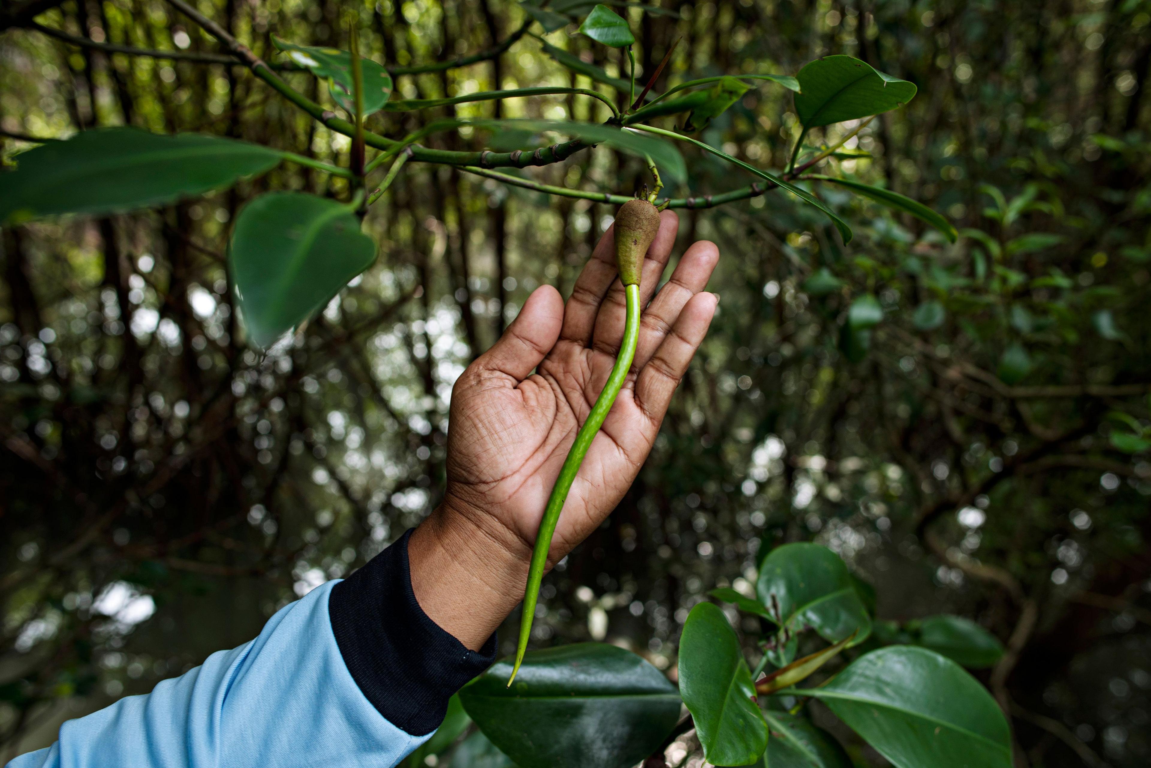 A person holds a mangrove tree branch in Demak Regency, Indonesia