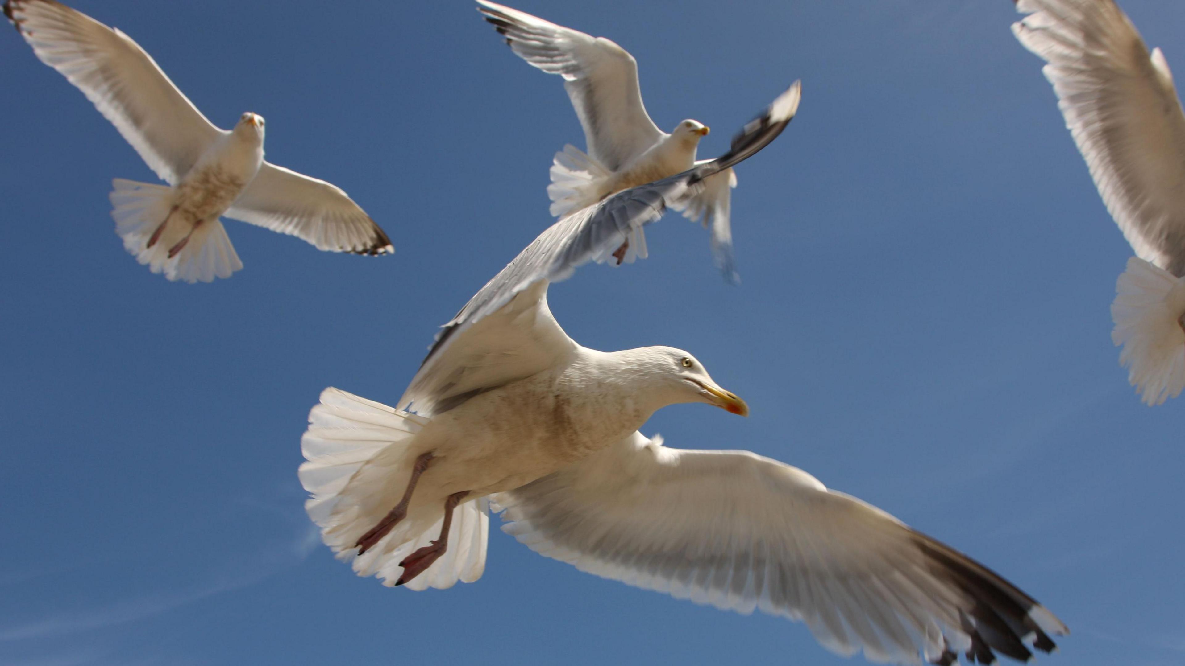 Four seagulls in flight with a blue sky in the background