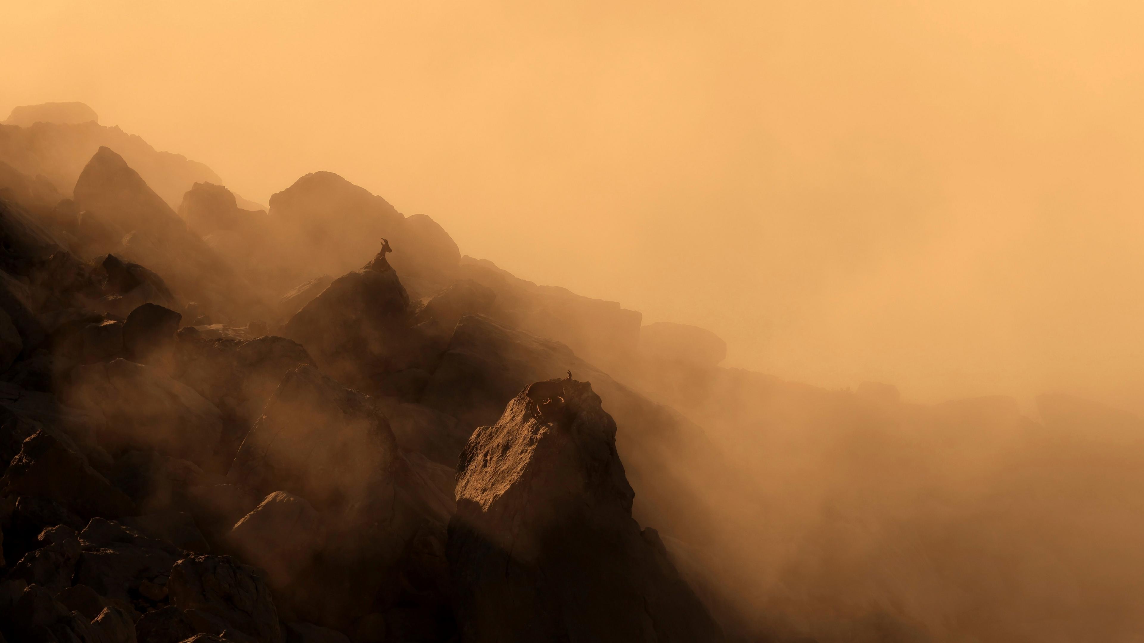 Alpine ibex lying on a rocky mountain ridge above a blanket of golden cloud. The sky above is a dusty orange.