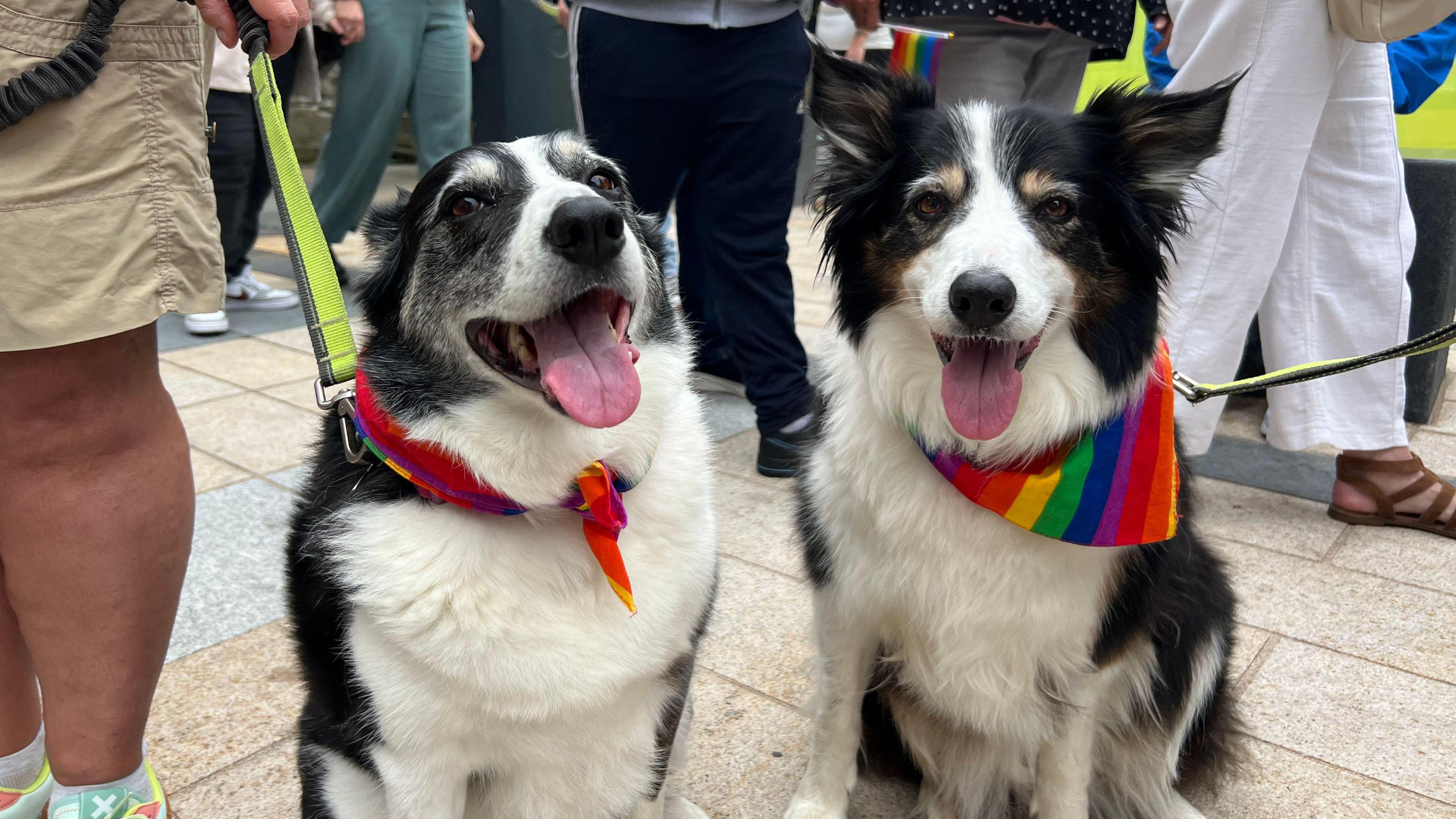 Two black and white dogs with rainbow-coloured bandanas around their necks. Around them are several people.
