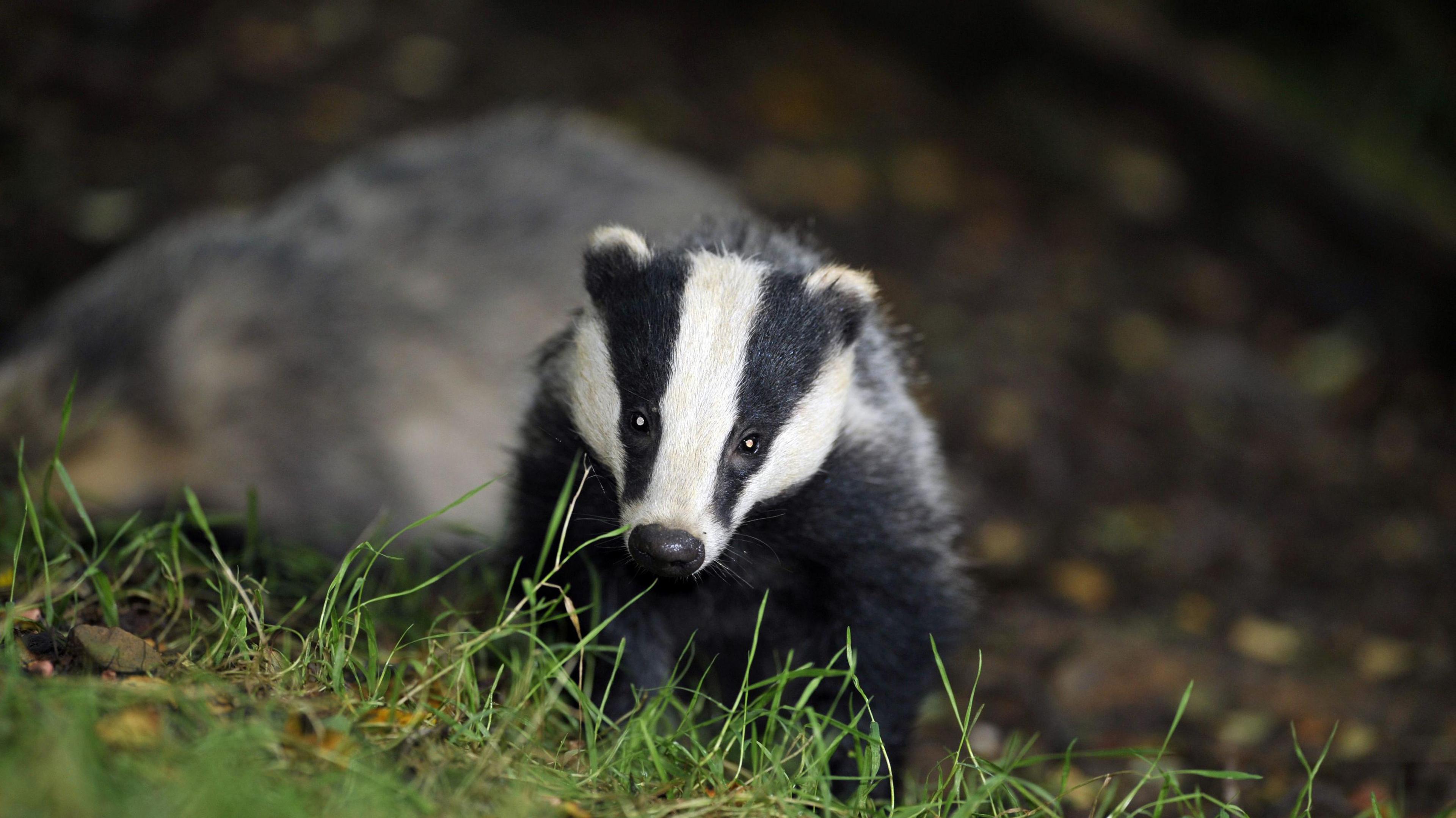 A badger, looking directly at the camera across an area of grass