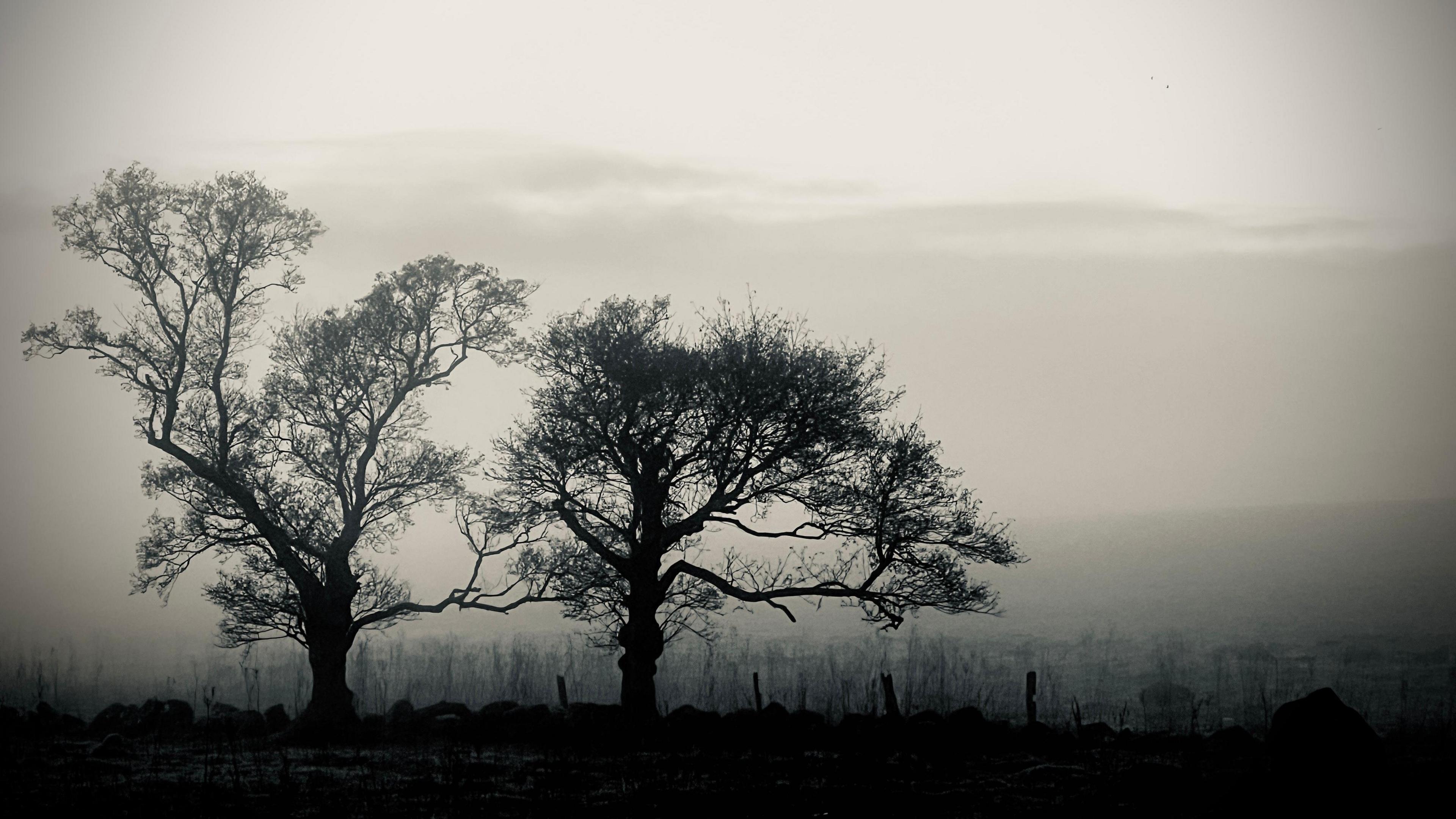 A black and white photo of two trees 