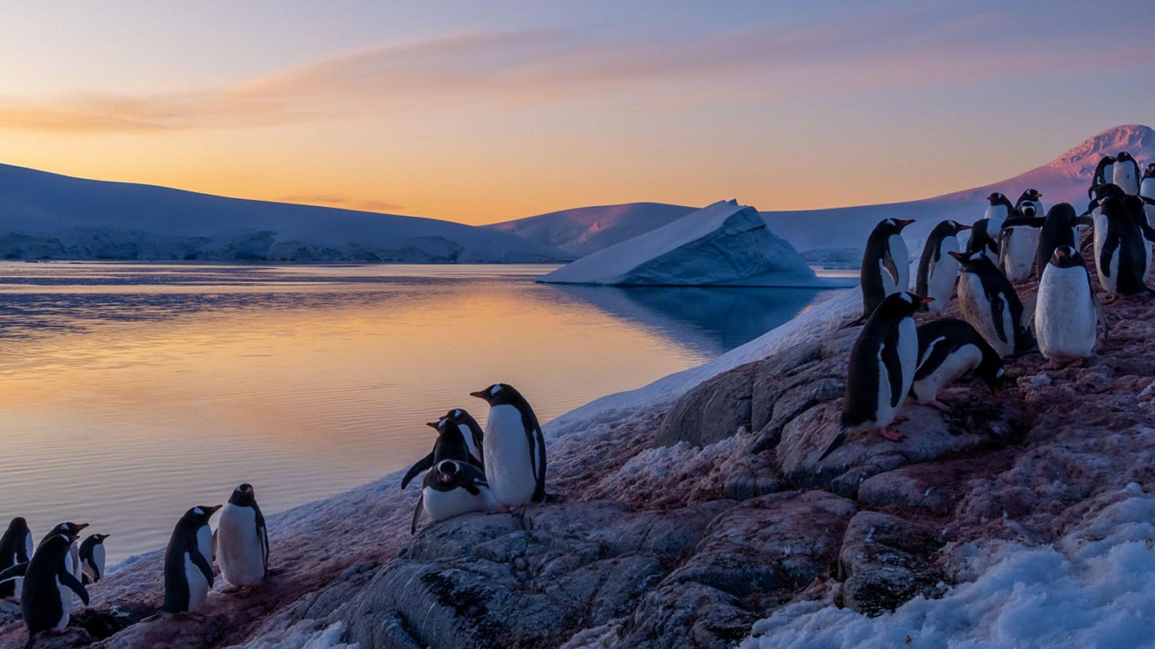 Penguins in Antarctica